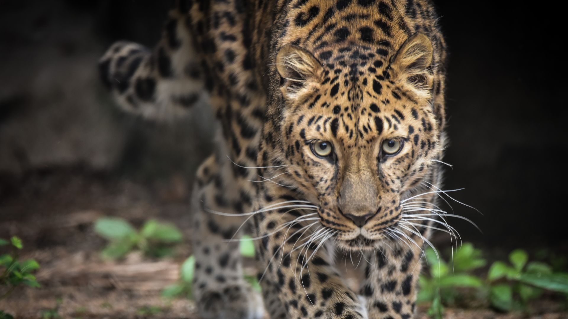Photo of a leopard 