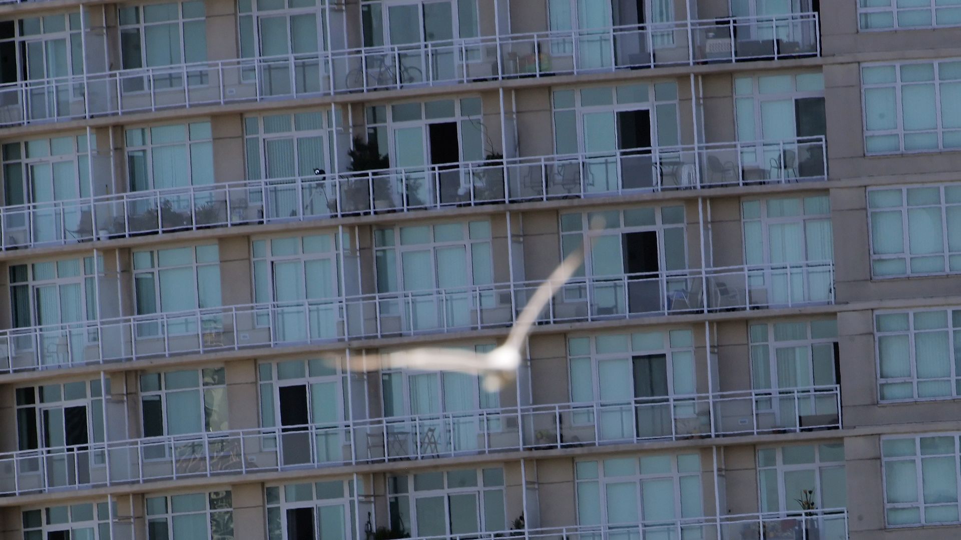 A gull is blurry in the foreground as it flies near an apartment building with extensive glass.