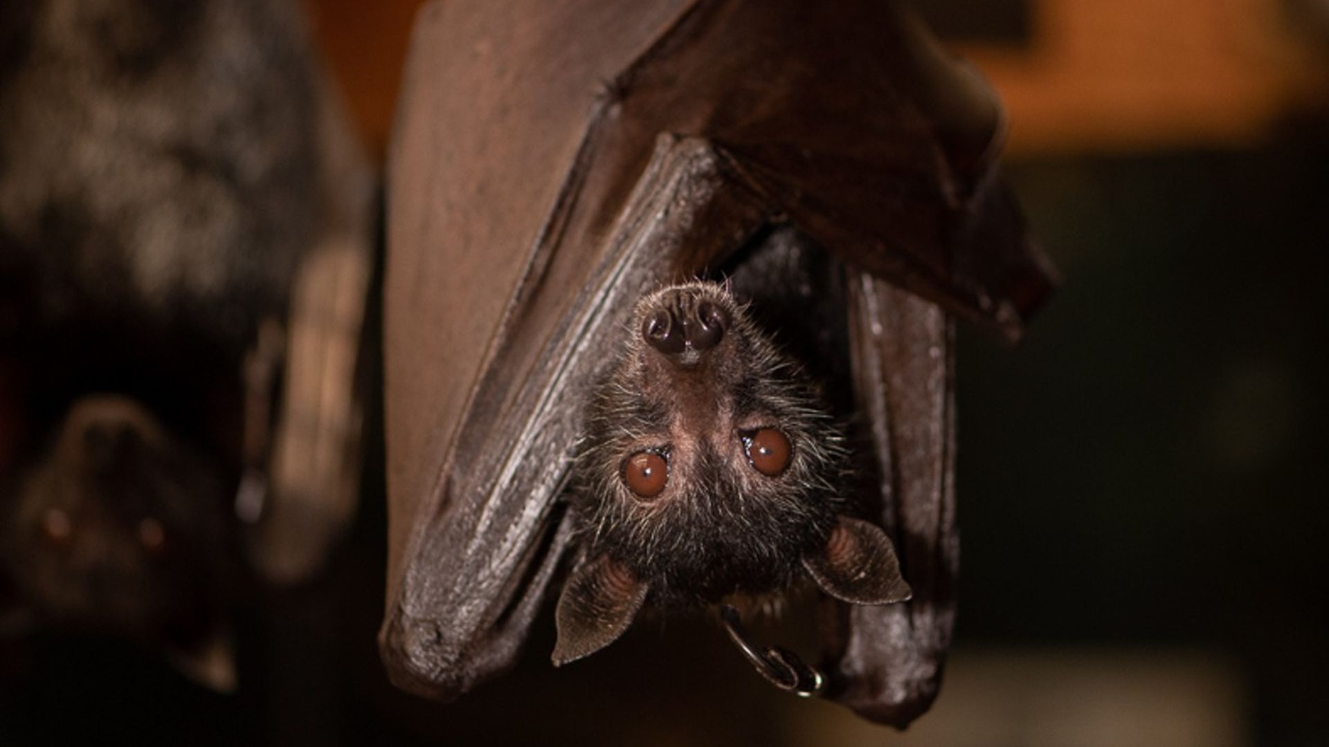 A large flying fox bat hanging upside down, wrapped in its wings