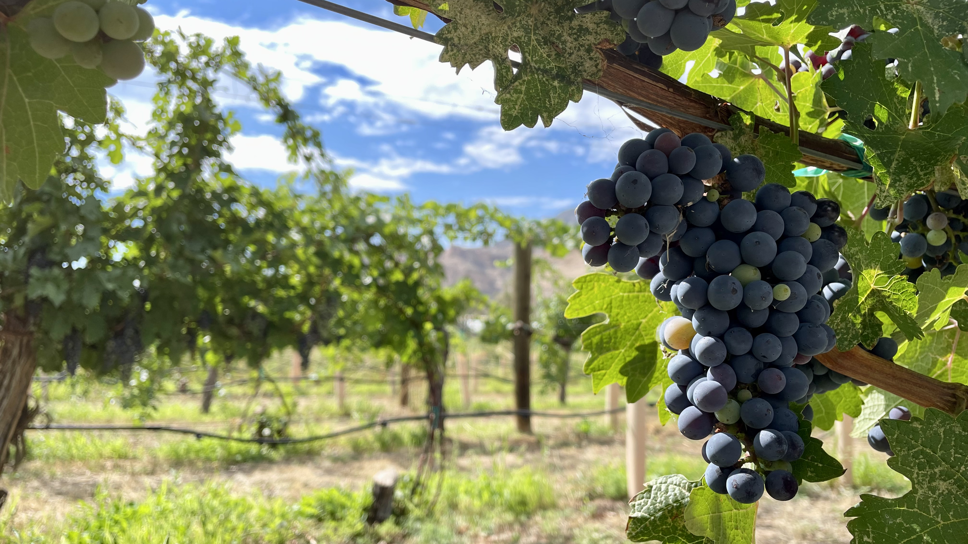 Grapes on the vine in Palisade. 