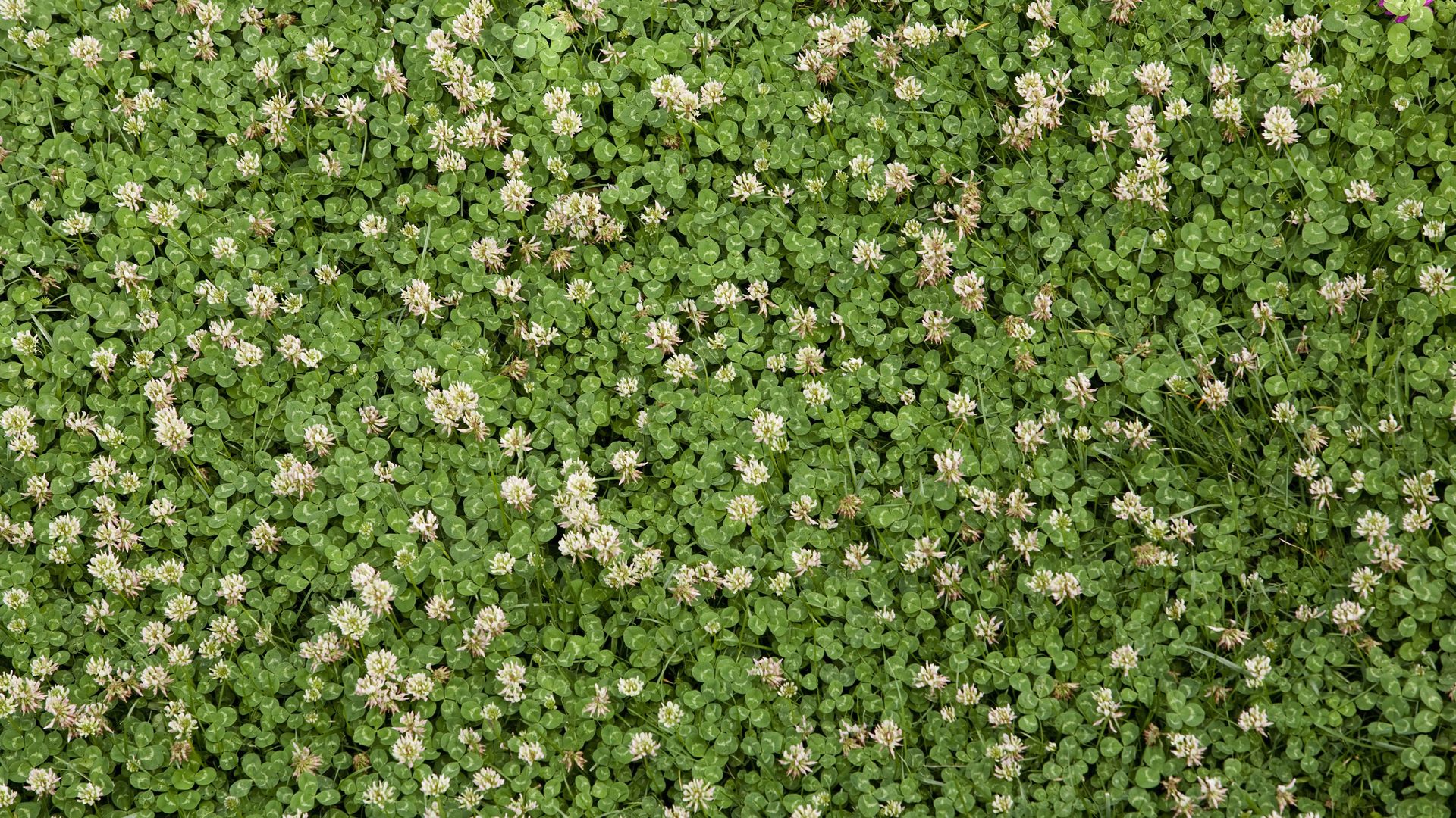 A field of white clover.