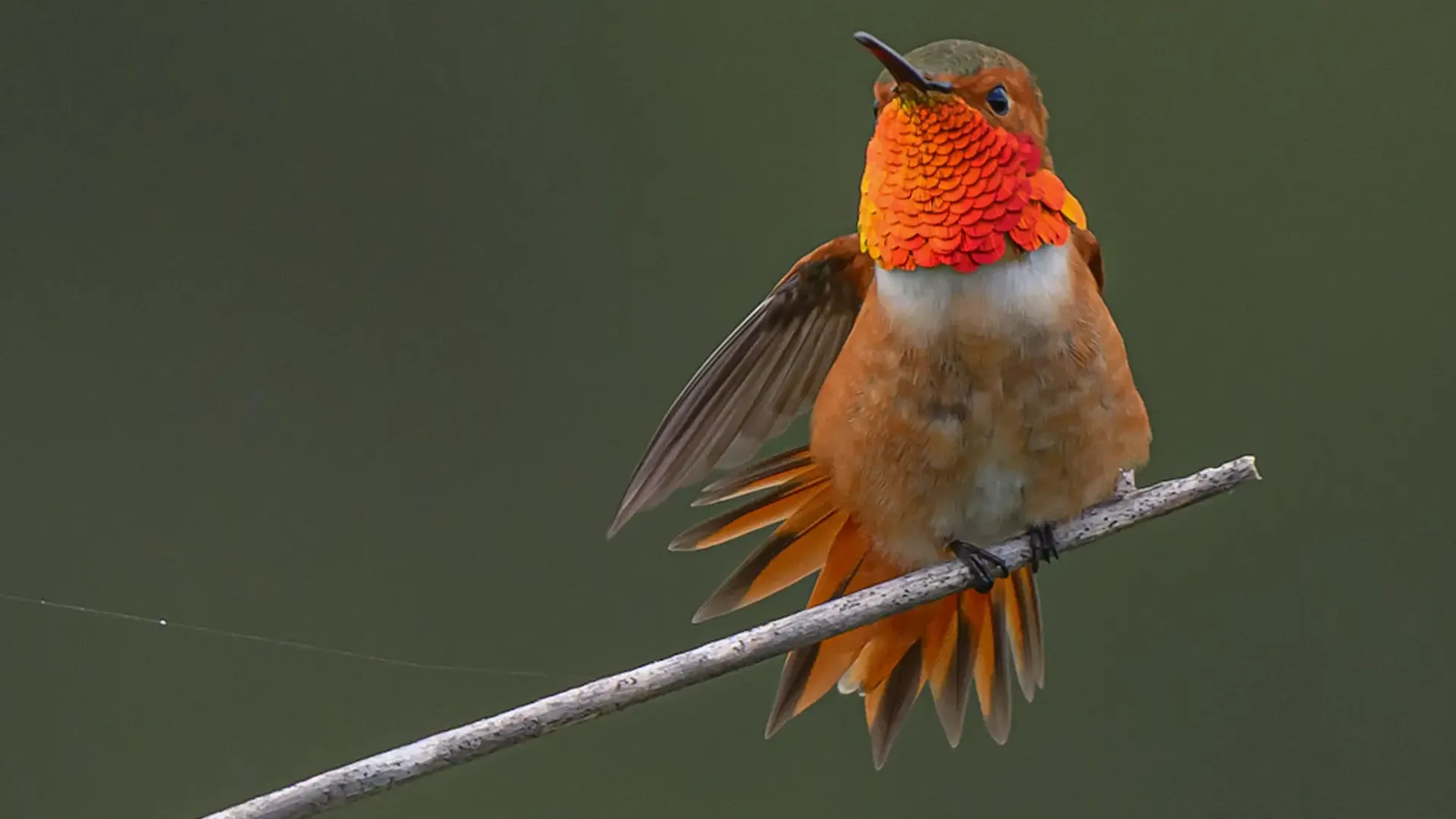 Allen's hummingbird by Elba Watkins