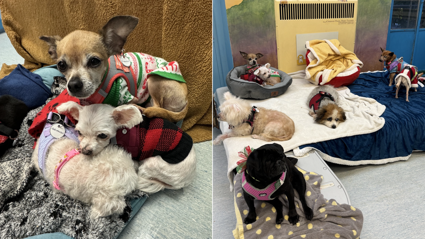 San Francisco animal shelters' holiday adoption push Axios San Francisco
