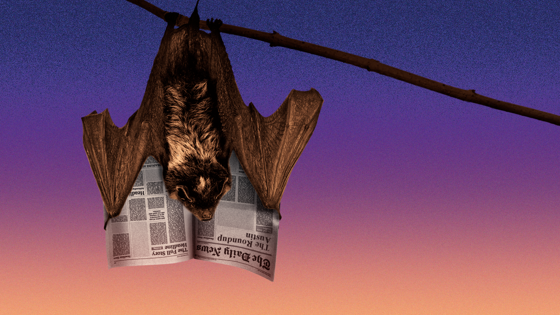 Illustration of a bat reading a newspaper while hanging upside down.