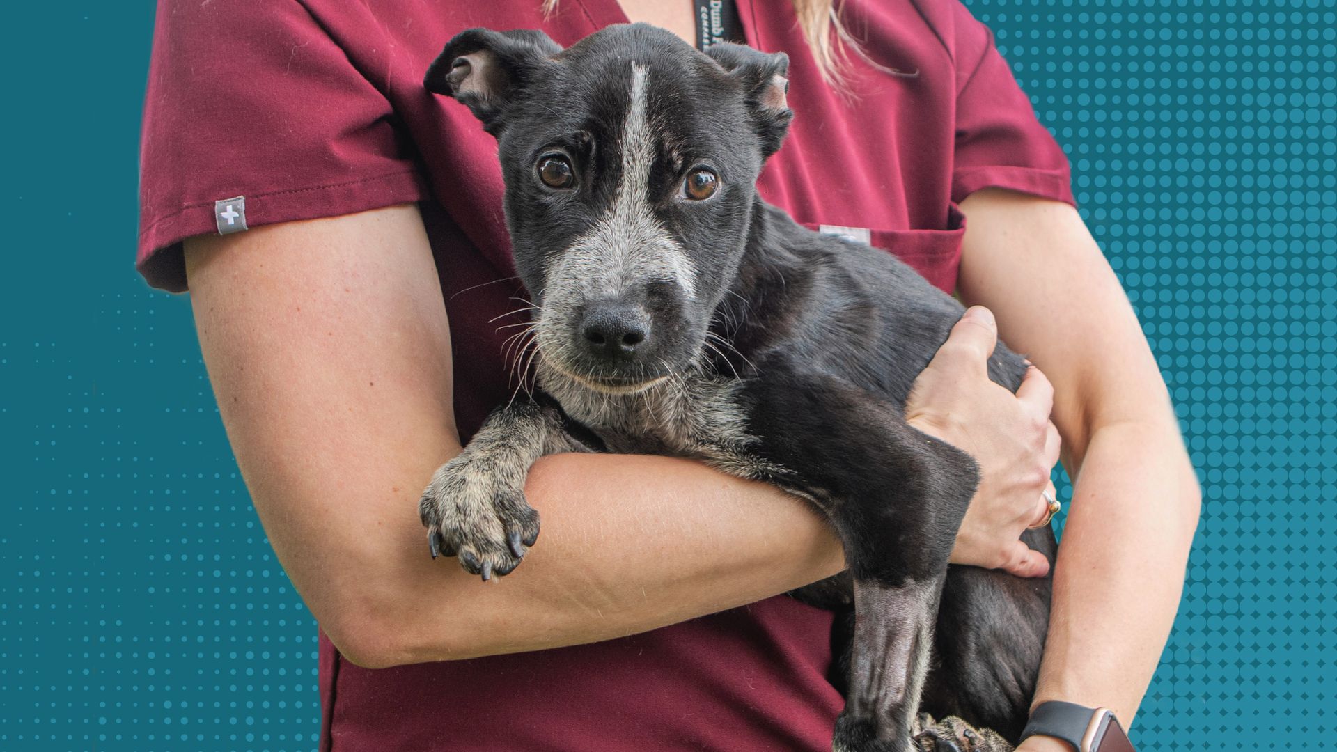A veterinary professional in a burgundy scrub top holds a black and white puppy.