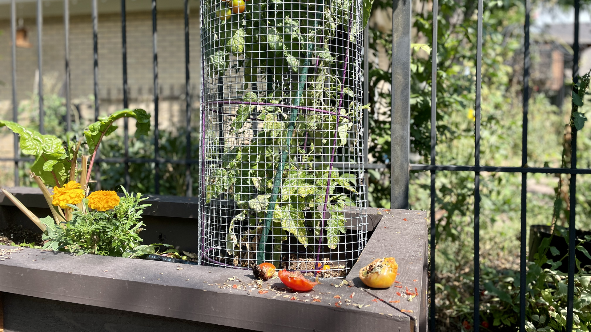 Squirrels leave their mark on the garden by eating tomatoes. Photo: John Frank/Axios