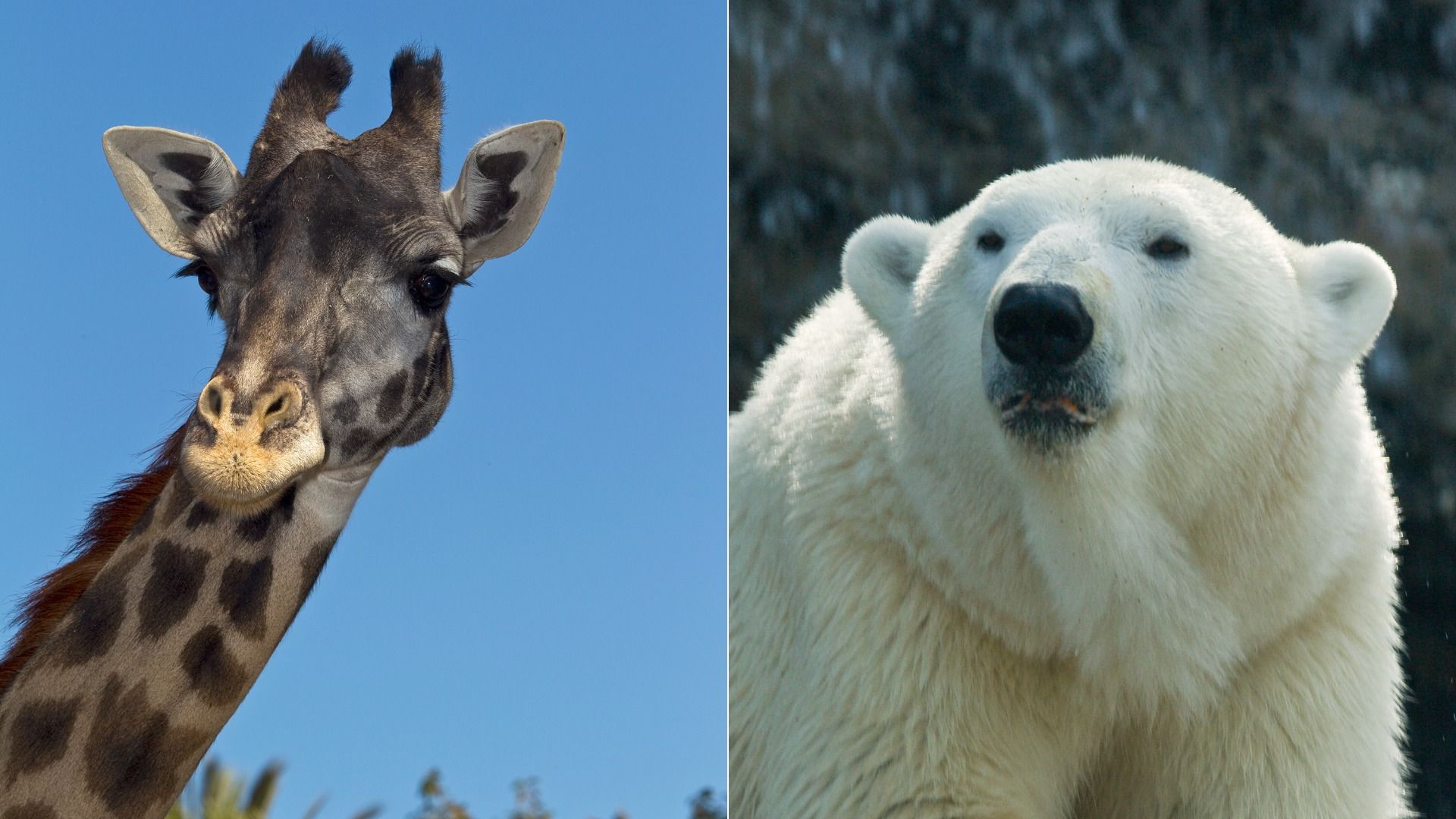 Close-up photos side-by-side of a giraffe with a brown spotted neck against a blue sky and a polar bear with white fur and a black nose against a dark background.