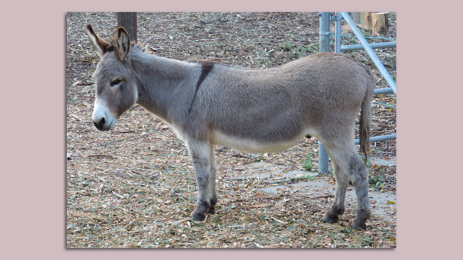 Photo of a miniature donkey