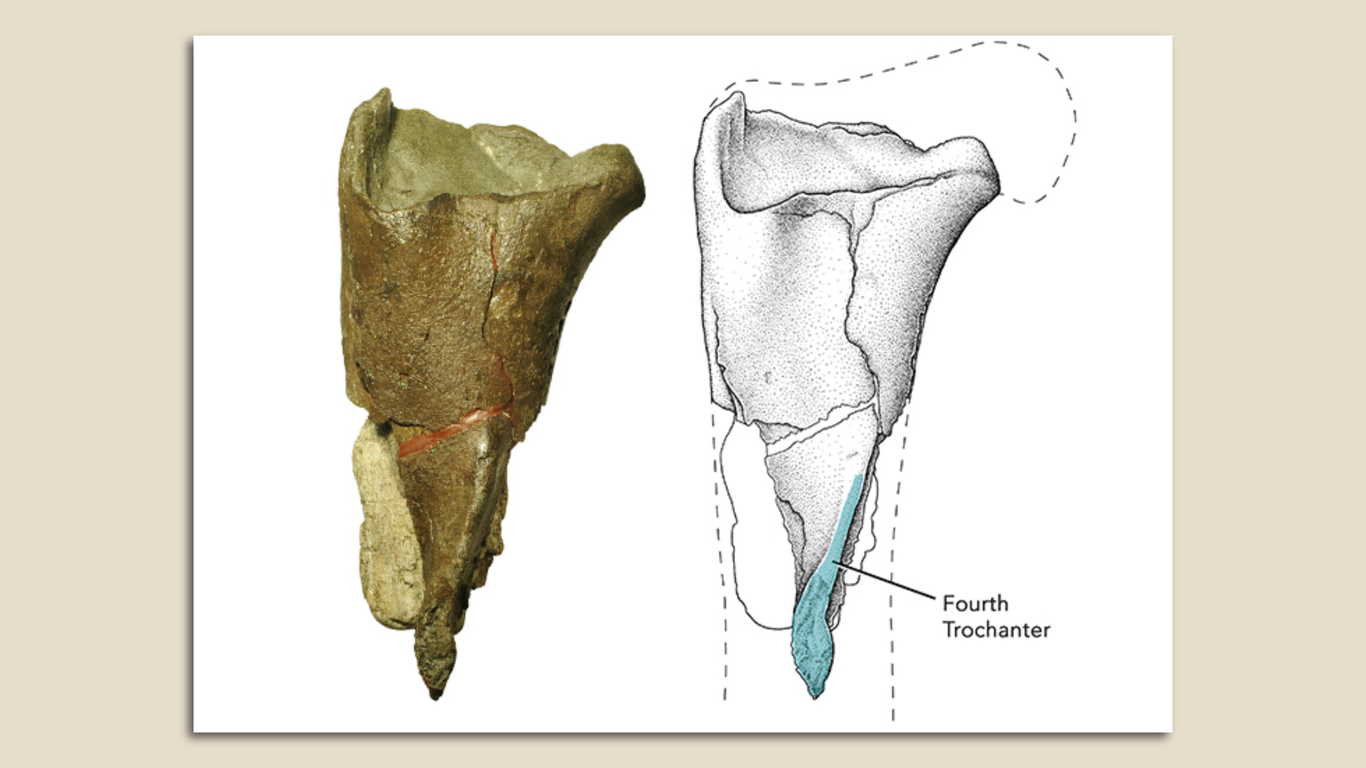 Washington names a state dinosaur, the Suciasaurus rex - Vimarsana News