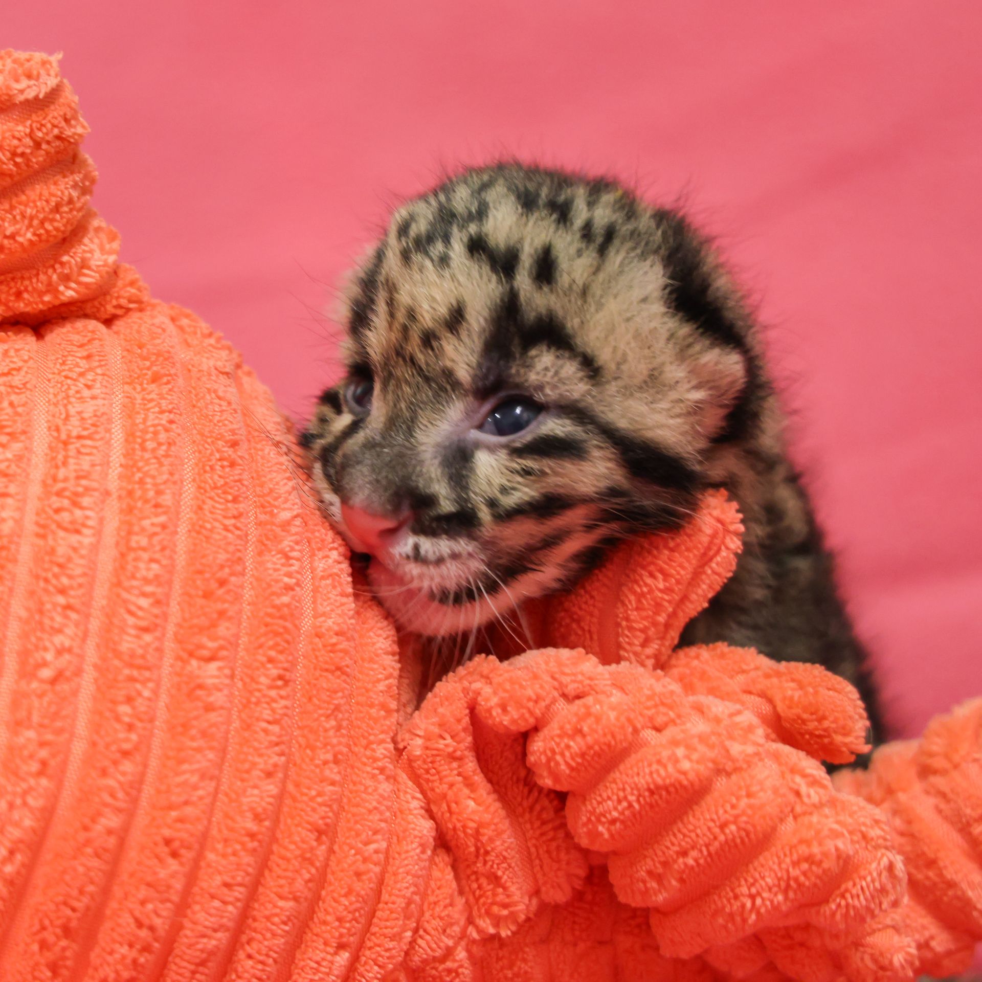Nashville Zoo welcomes rare clouded leopard cub - Axios Nashville