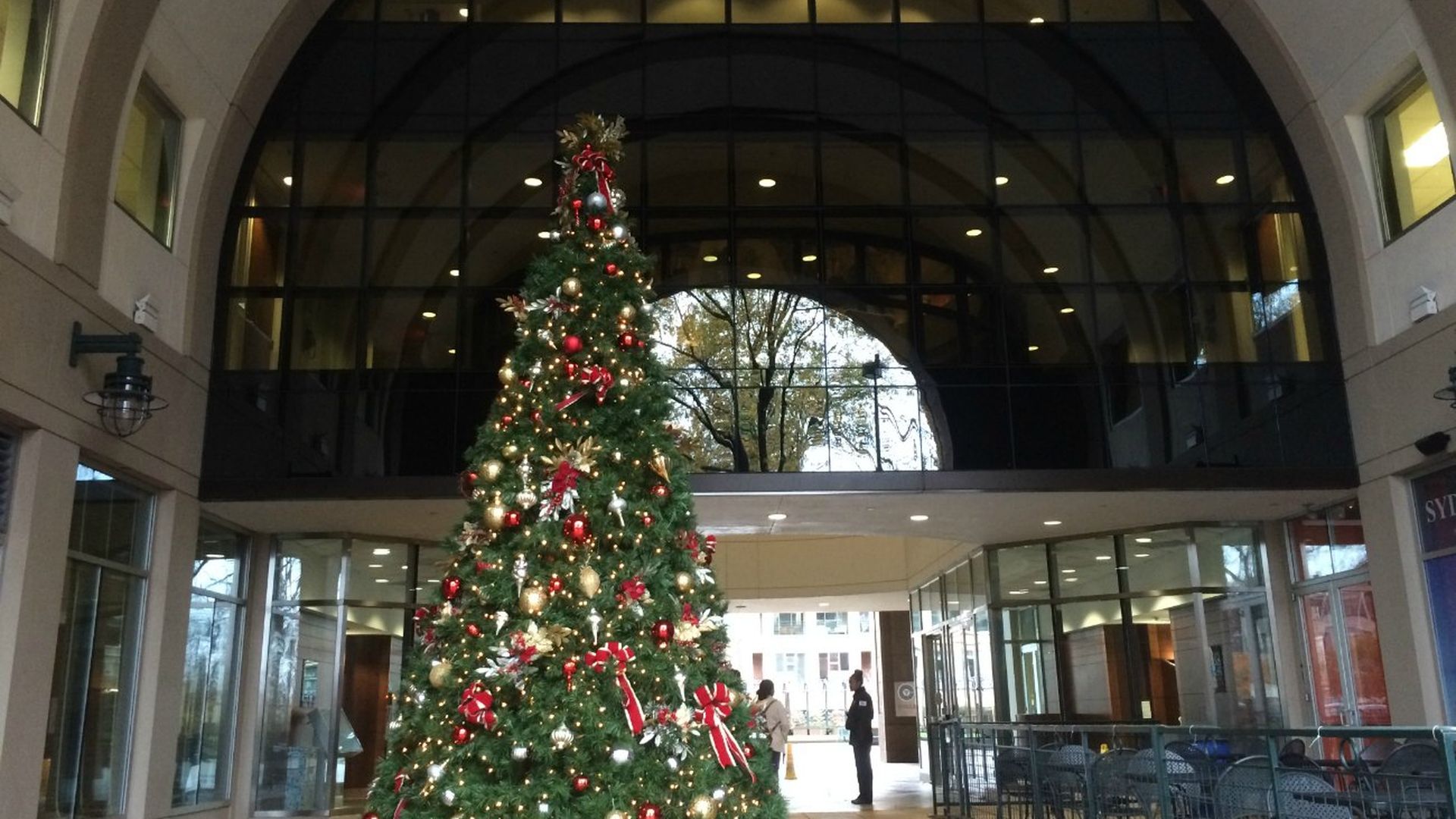 christmas tree charlotte