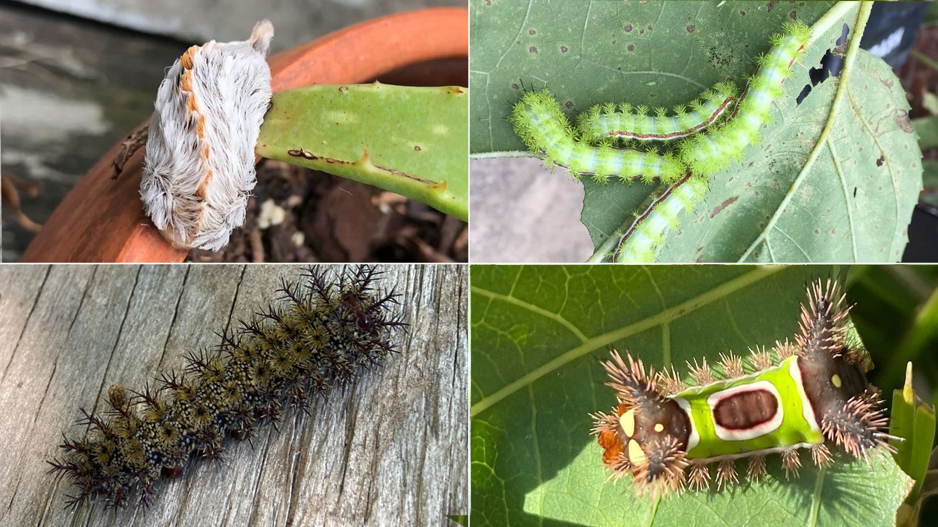 Photo shows four pictures of venomous caterpillars on leaves and other surfaces. There's a picture of a puss moth caterpillar, several IO moth caterpillars, a buckmoth caterpillars and a saddleback caterpillar.