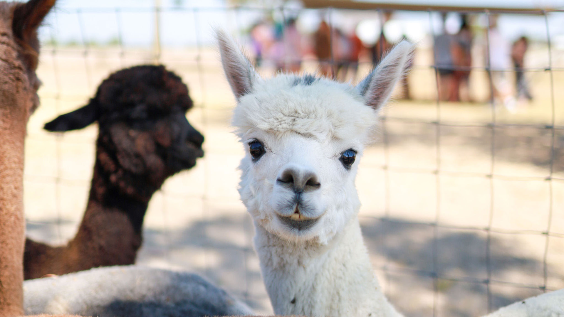An alpaca with white fur smiles at the camera with a toothy grin.