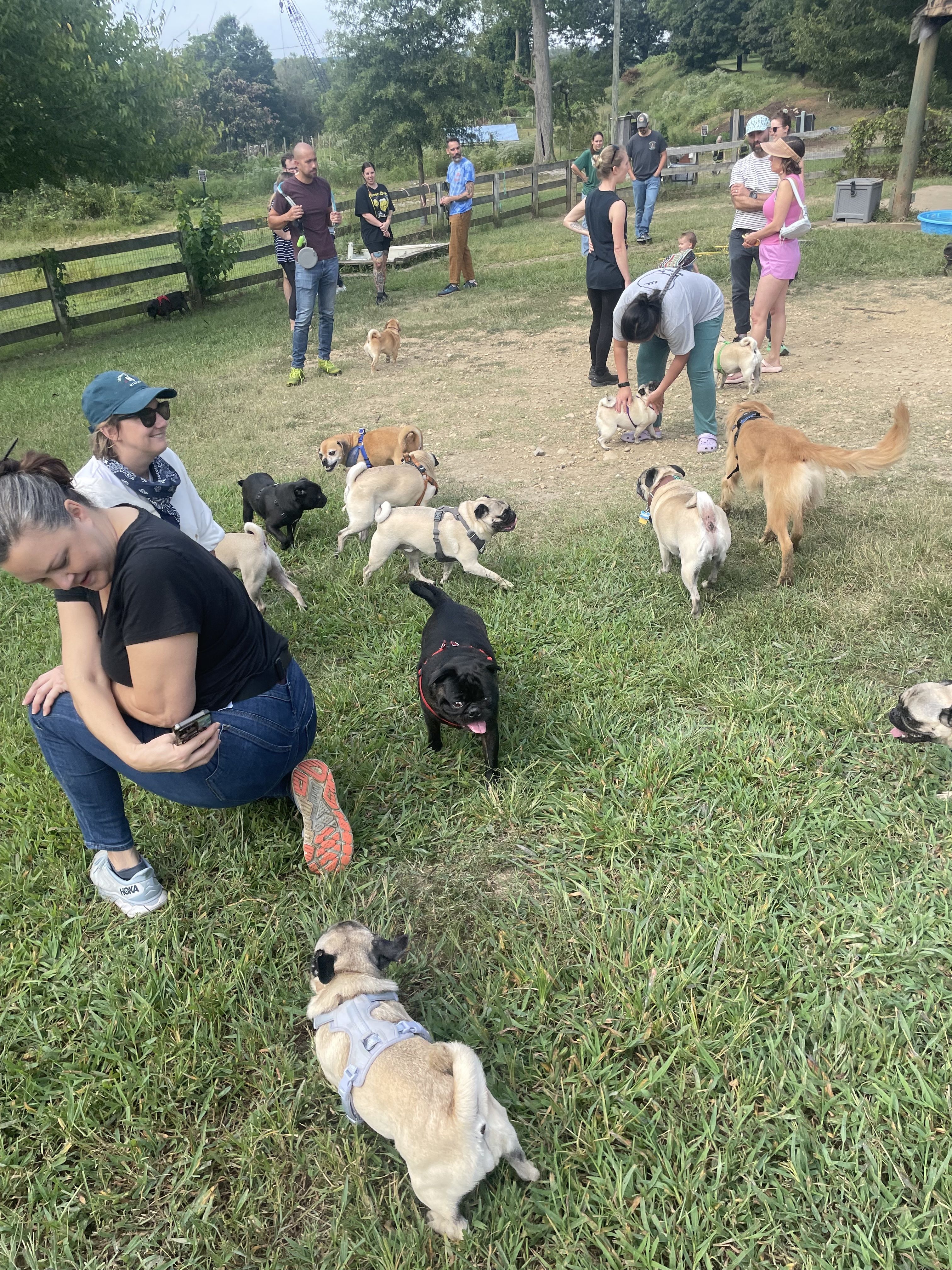 A bunch of pugs walking around on grass.