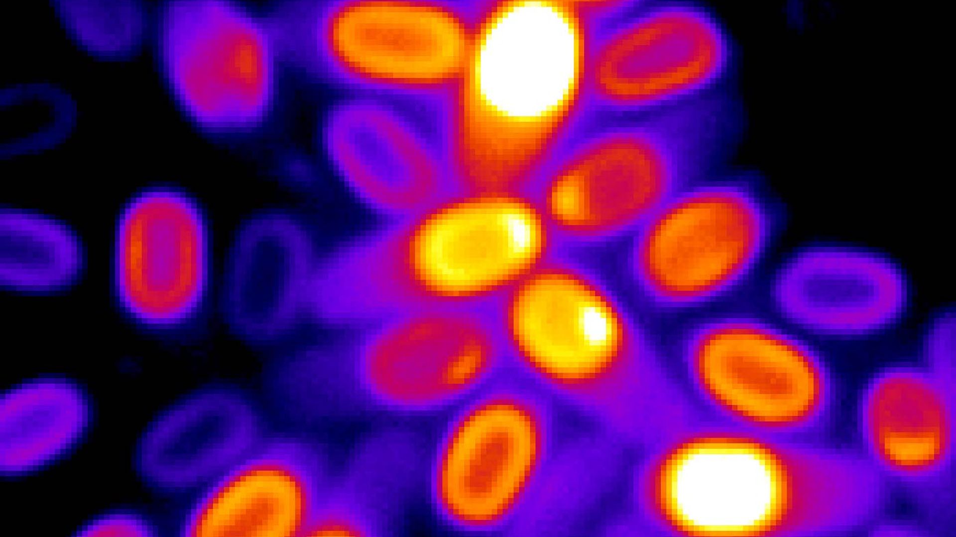 Microscopy image of several spores with their electrochemical potential color coded according to value. Image: Suel Lab – Kaito Kikuchi and Leticia Galera