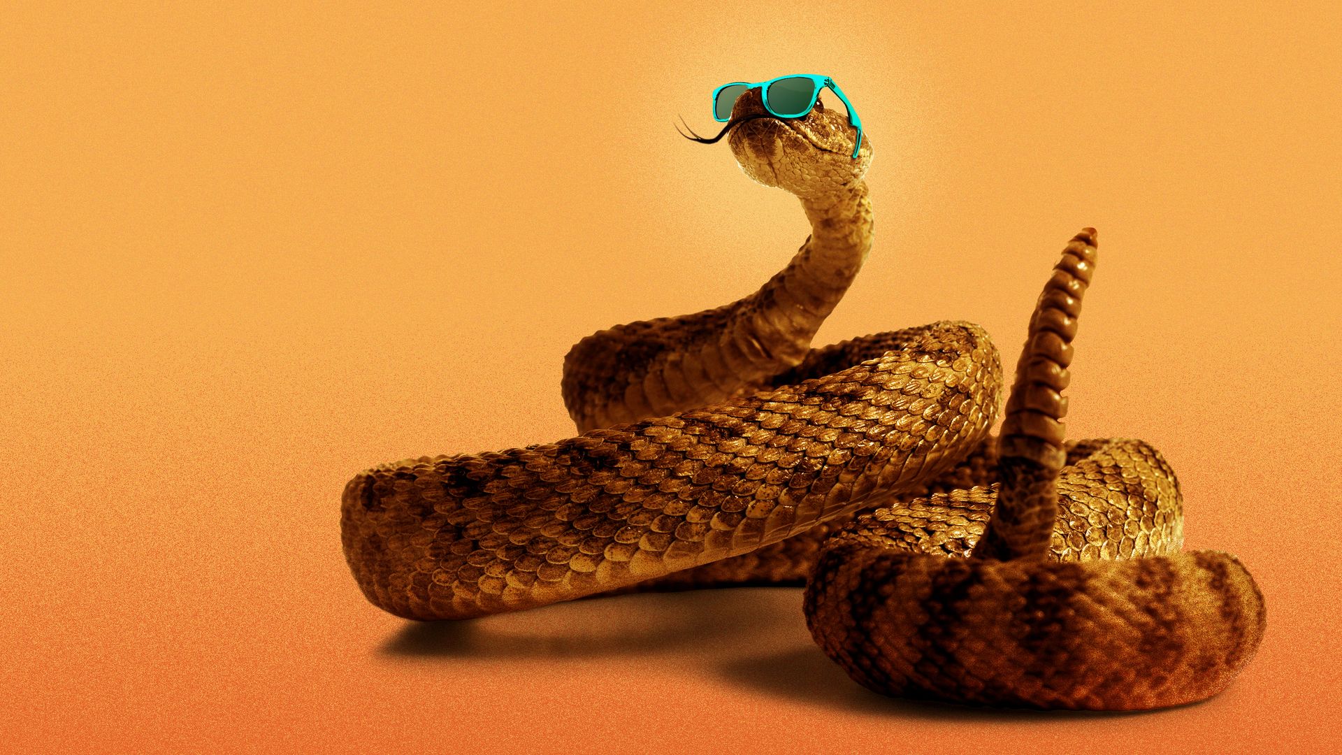 Illustration of a rattlesnake wearing sunglasses.