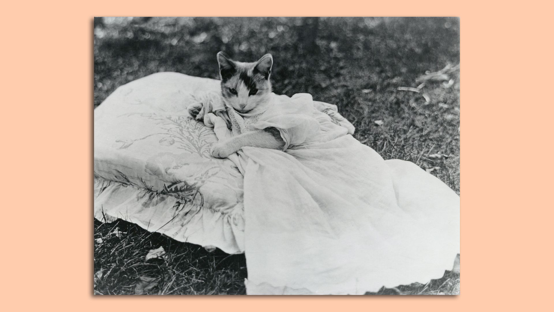 A 100-year-old cat photo from photographer E.M. Clark.