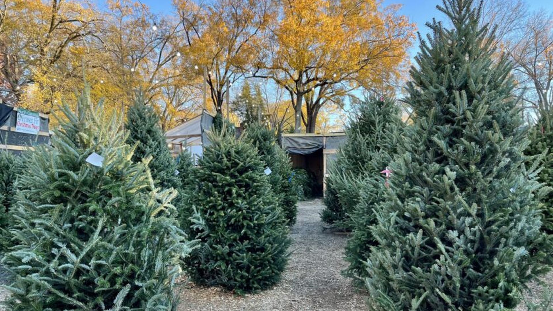 Cost of real store christmas tree