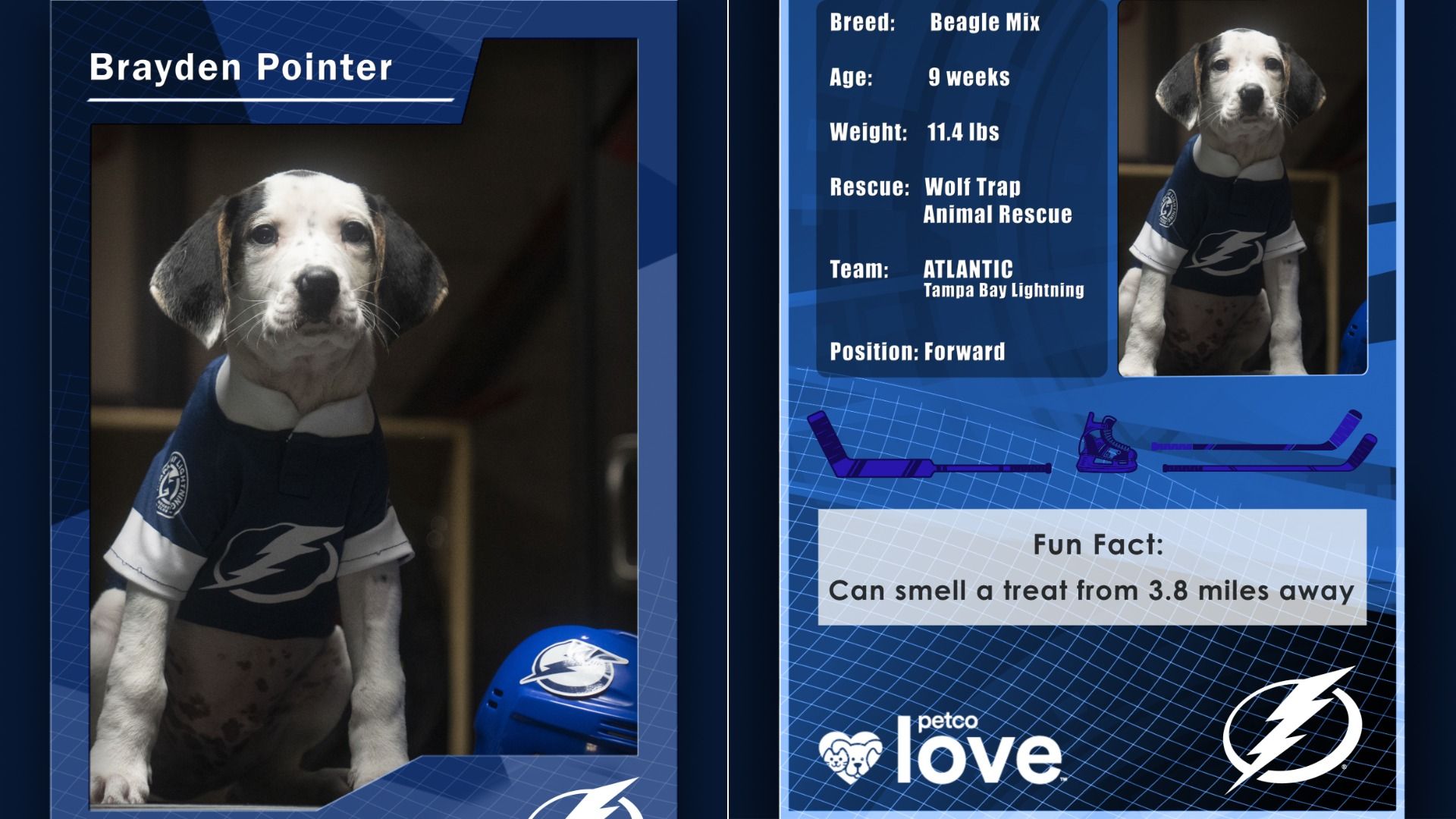 A graphic designed to look like the front and back of a trading cart featuring a beagle puppy named "Brayden Pointer" wearing a royal blue Tampa Bay Lightning jersey. It also says his breed, beagle mix; age, 9 weeks; weight, 11.4 lbs; rescue, Wolf Trap Animal Rescue; and position, forward.
