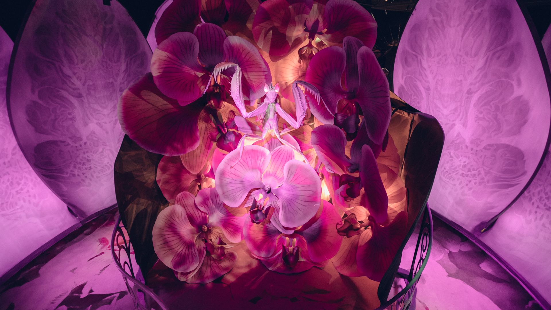 A photo on a pink background of a bug exhibit