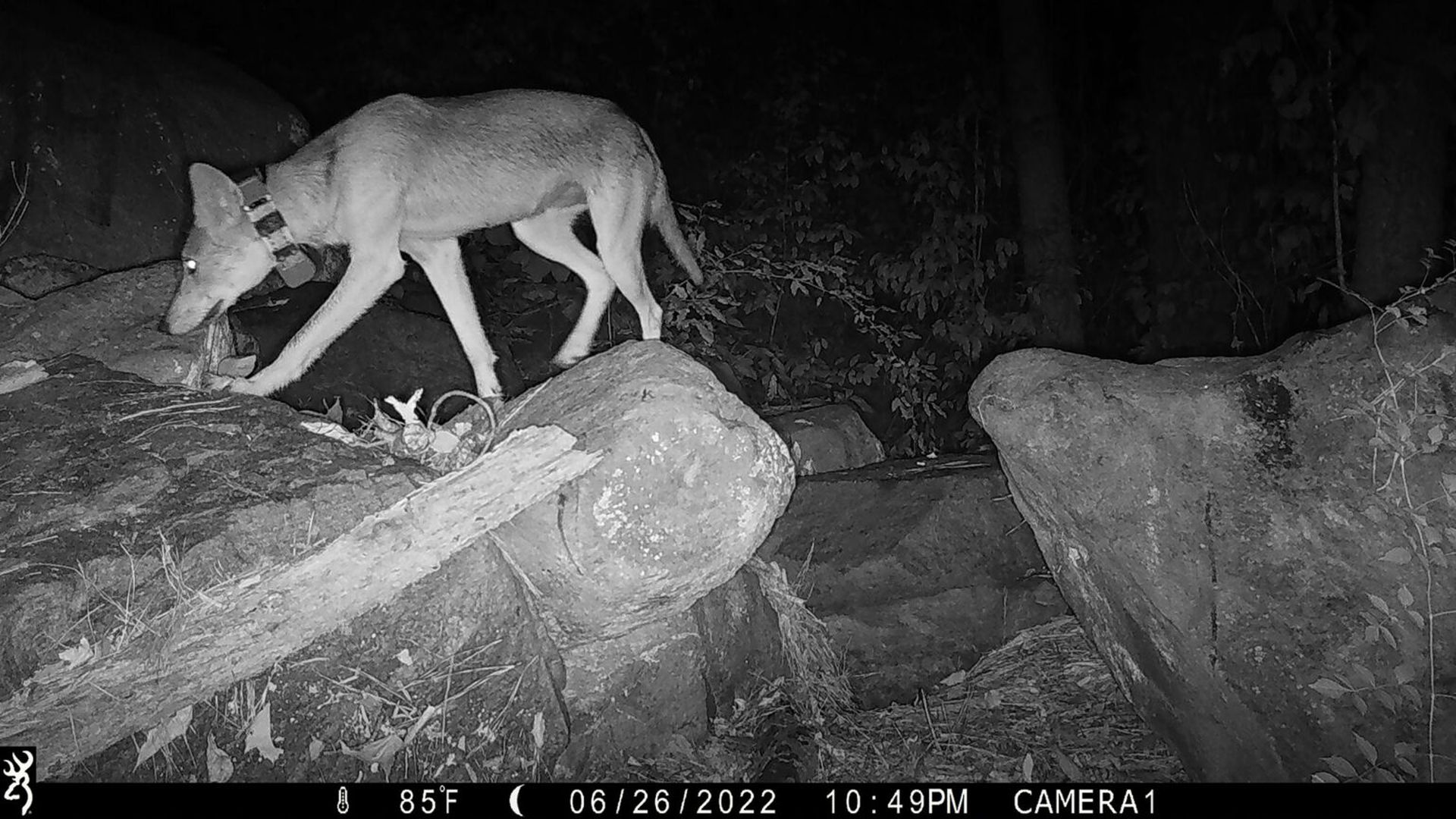 Coyote seen on a Georgia trail camera. UGA/Michel Kohl Lab