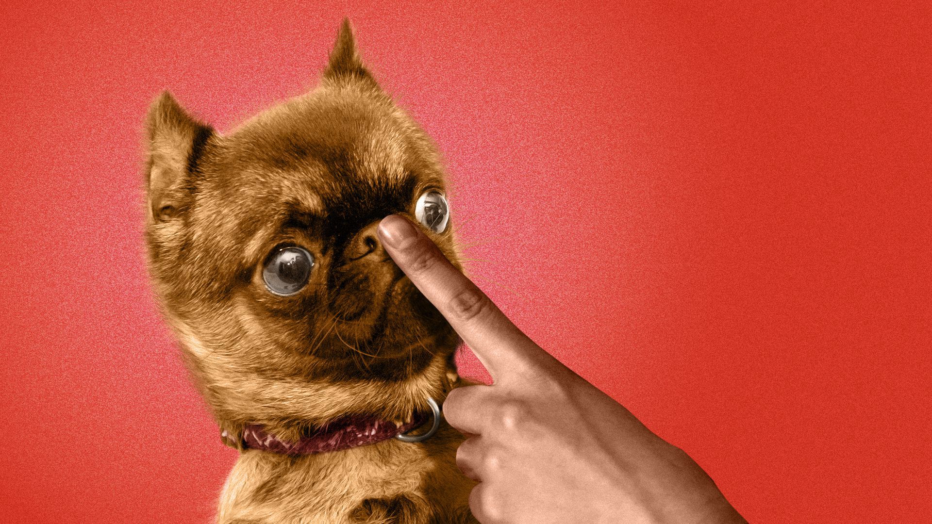 Illustration of a dog being shushed with a finger to his snout.