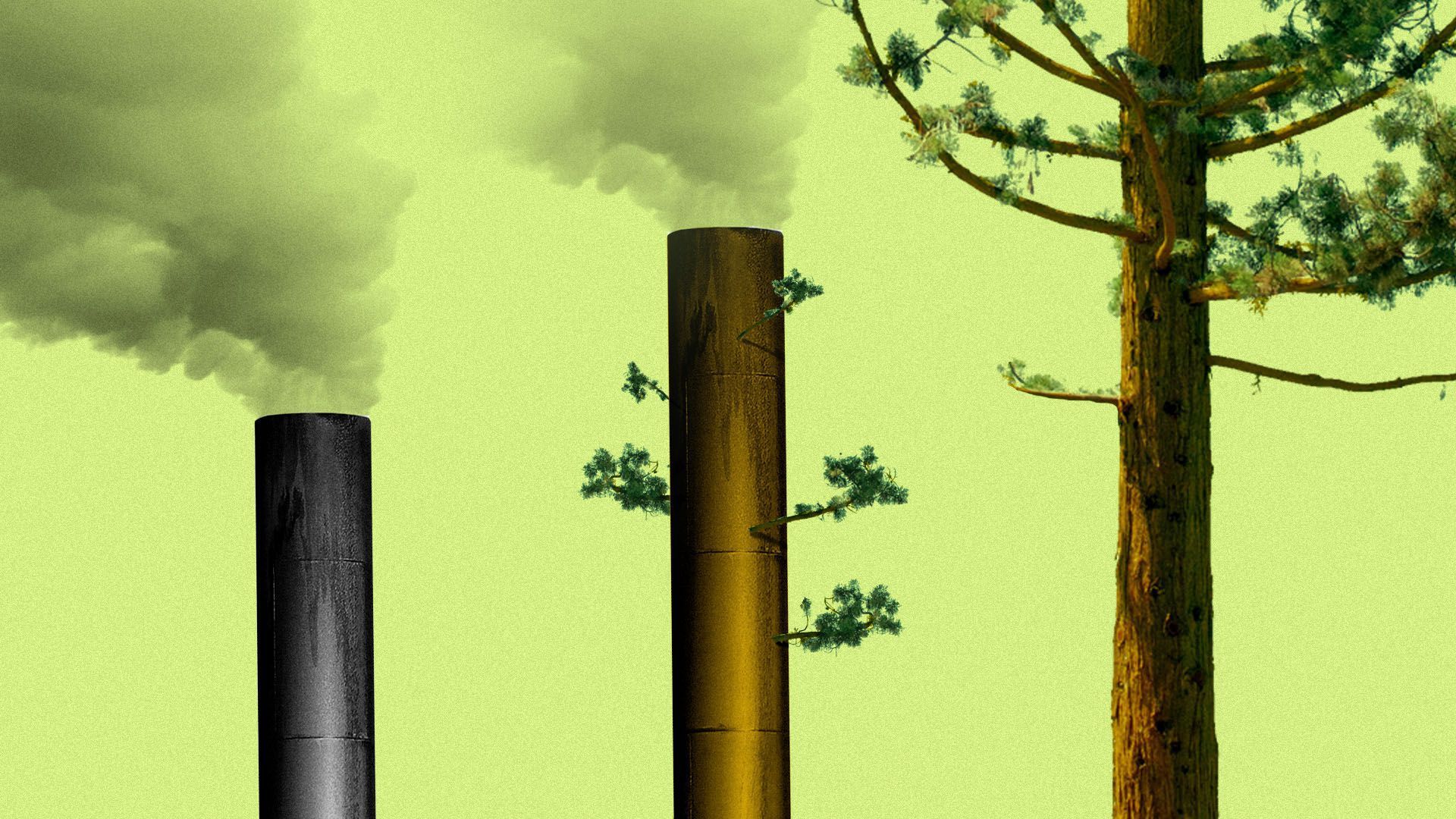 Illustration of trees and a pipe emitting oil.