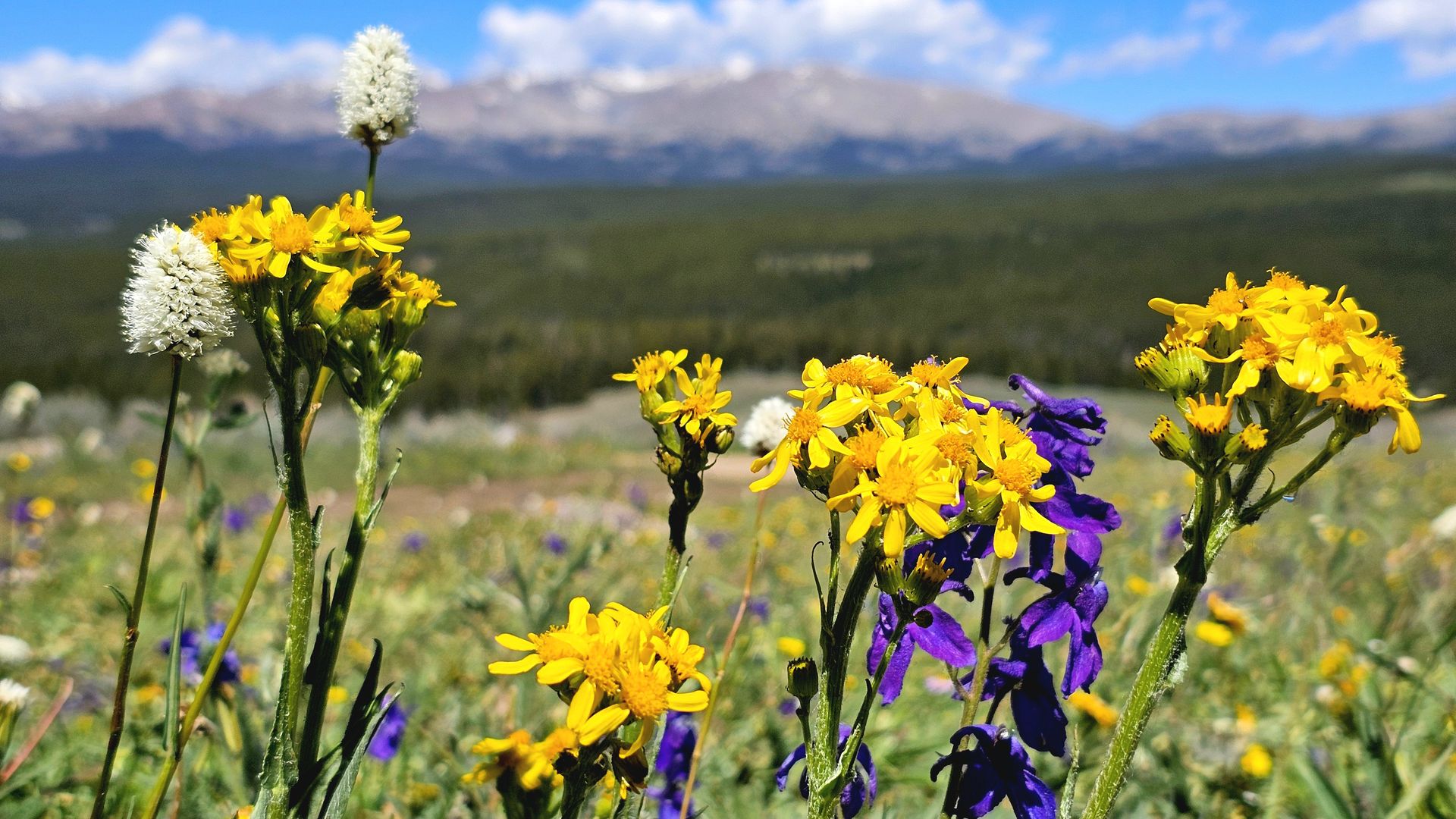 Wildflowers in a sunlit field: bright yellow blooms with white bottlebrush clusters and purple accents, a green valley and blue mountains in the distance under a clear sky.