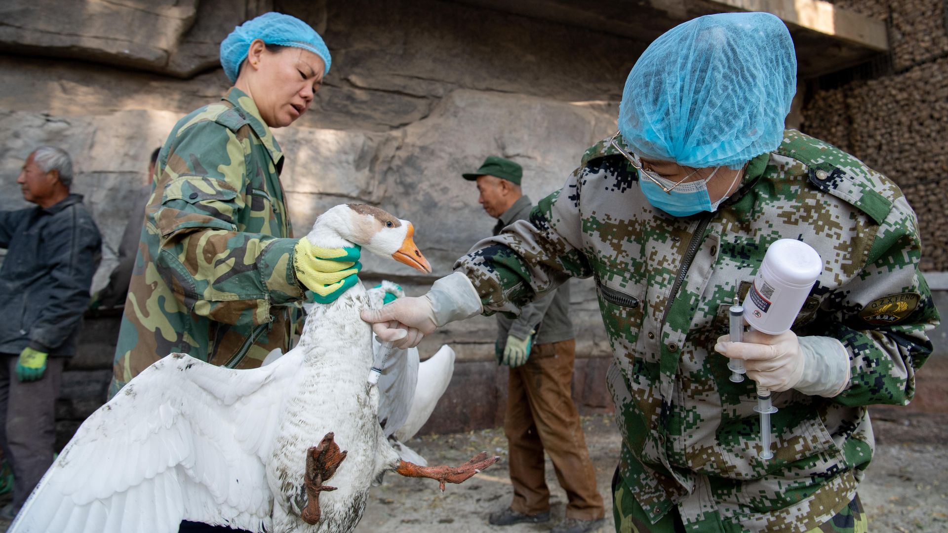  A veterinarian injects avian flu vaccine into a goose at the Taiyuan Zoo on November 10, 2020 in Taiyuan, Shanxi Province of China