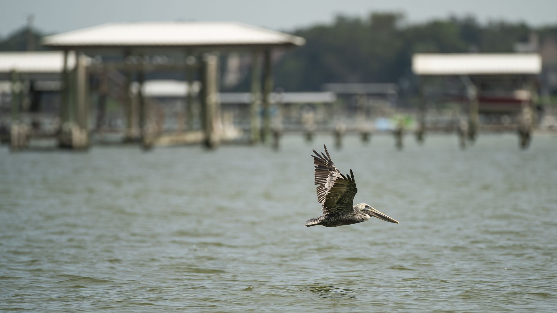 Photo of a pelican above waters