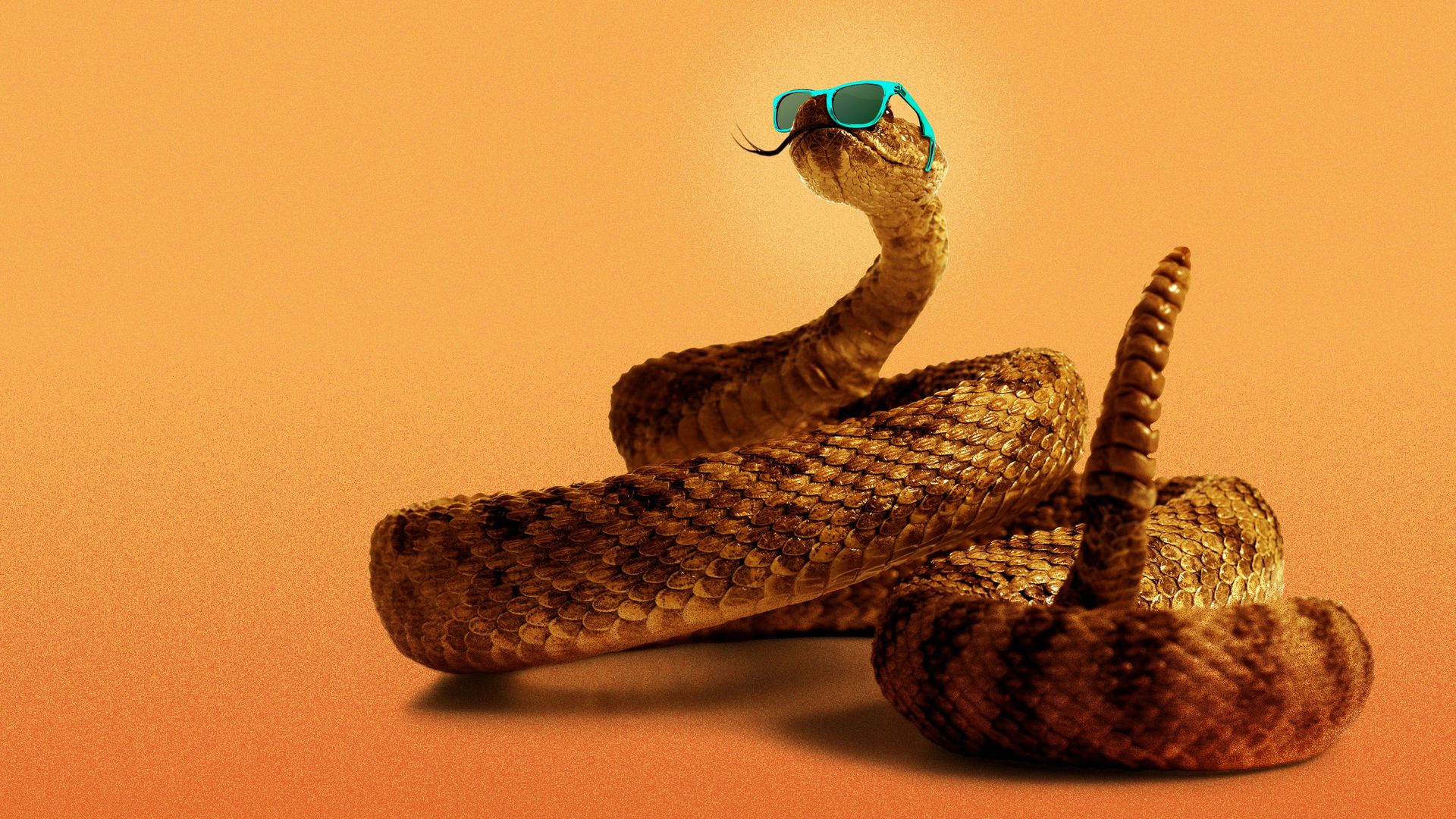 Illustration of a rattlesnake wearing sunglasses.