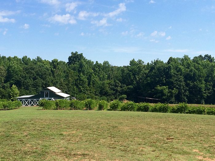 Rocky-RIver-Vineyards