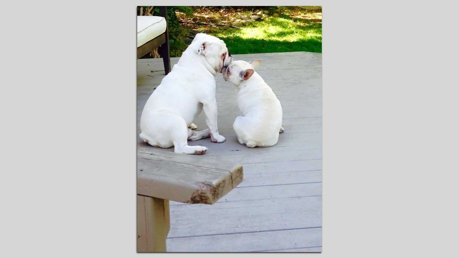 Two white bulldog puppies sit on a wooden deck, facing each other with noses touching; a chair leg and green lawn are in the background.