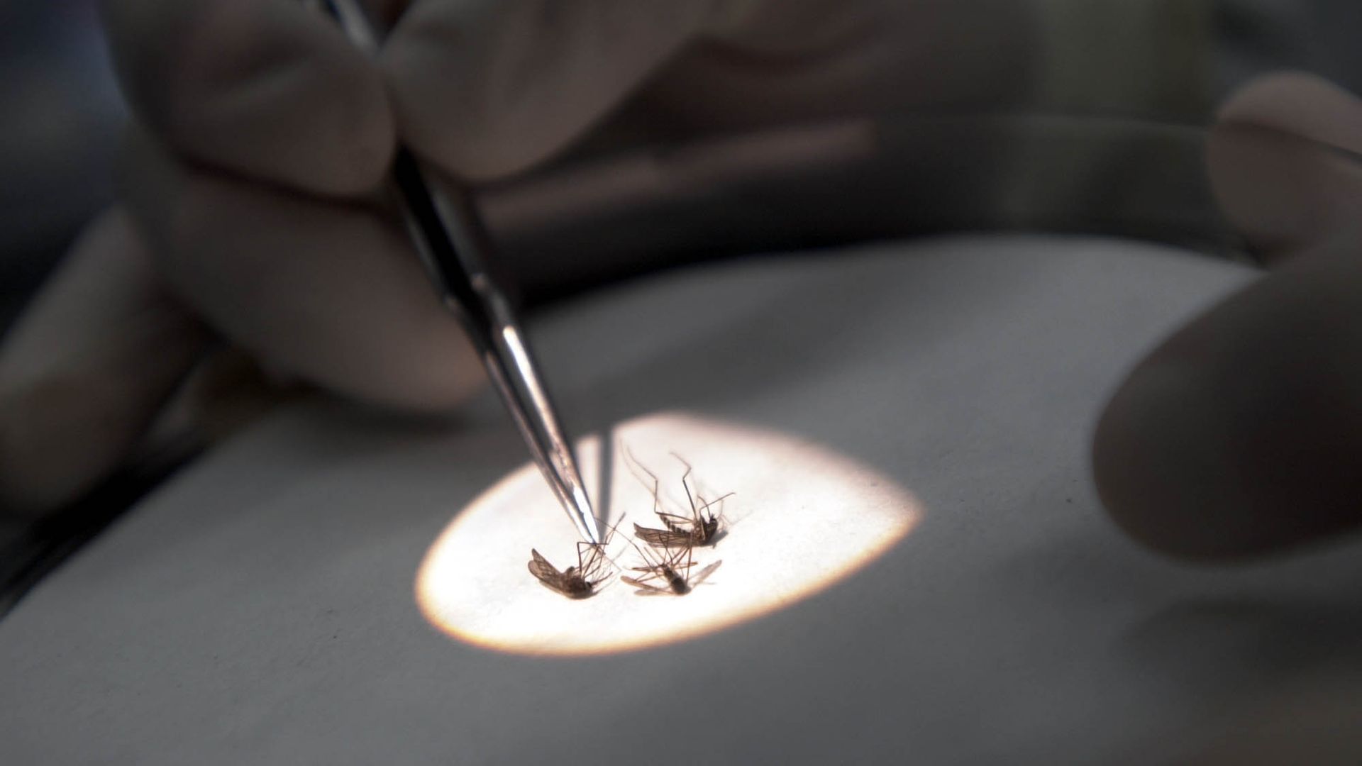 A person checking mosquitos with a light over them