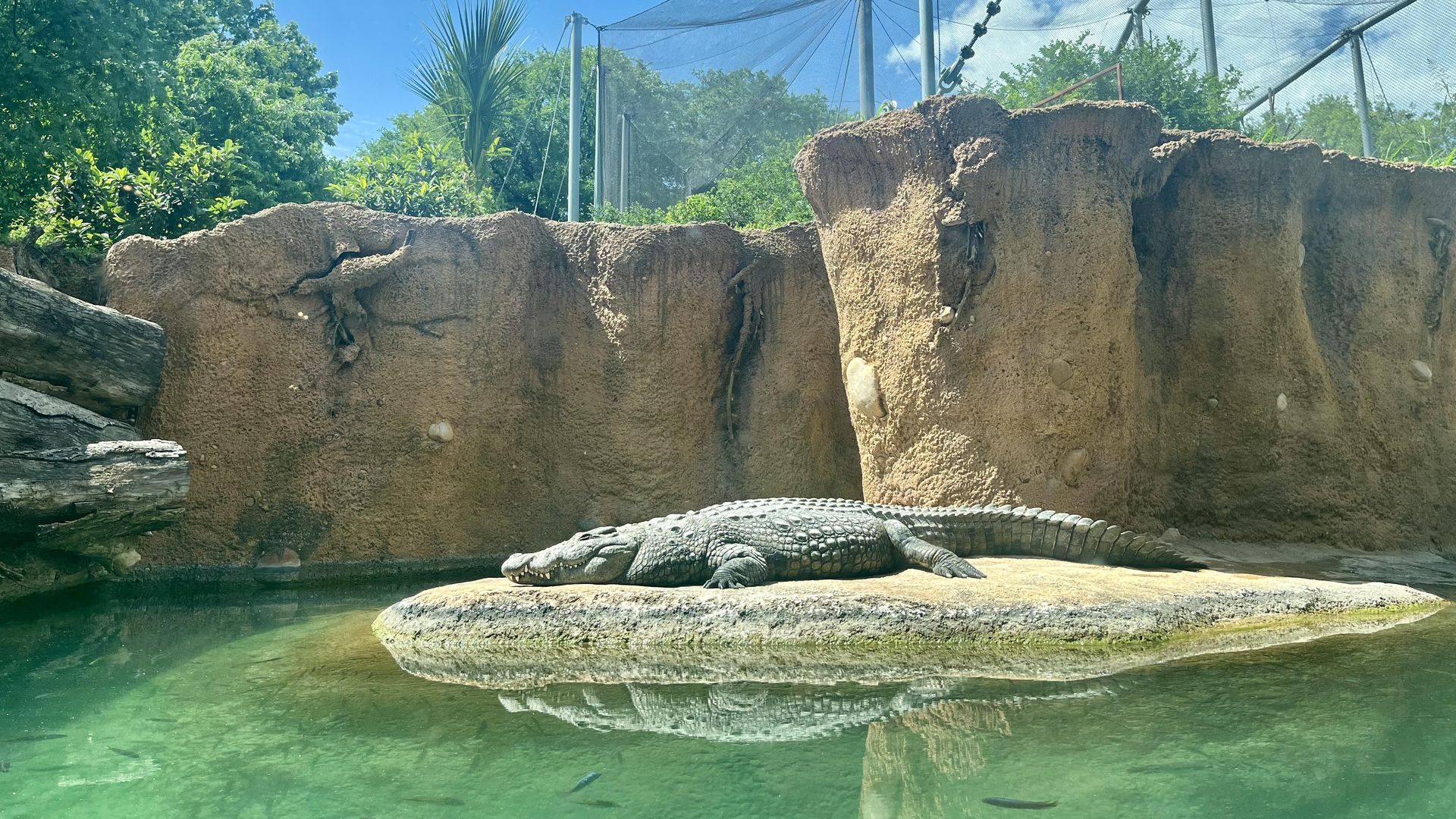 A crocodile suns on a rock in the middle of a pool of water at the San Antonio Zoo, with netting and a blue sky up above.