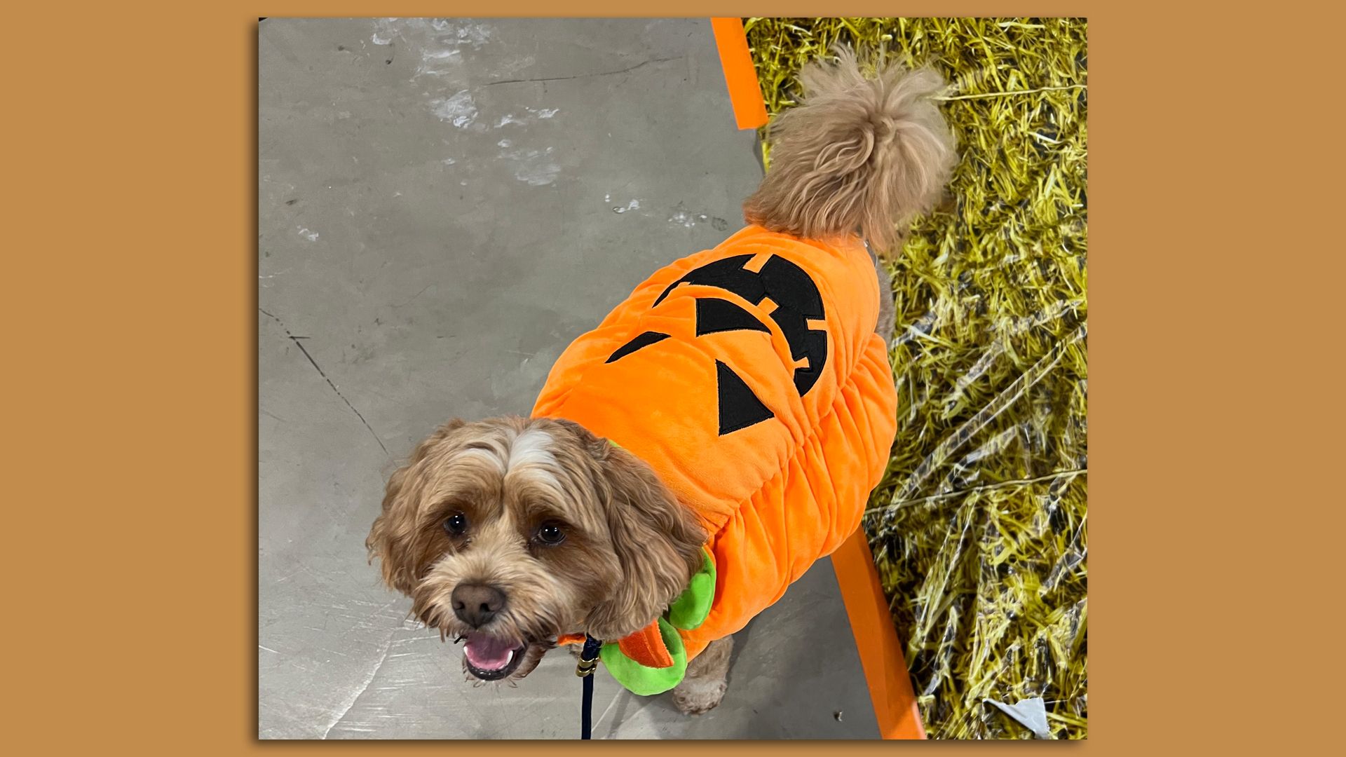 Dog dressed as a jack-o-lantern for Halloween. 