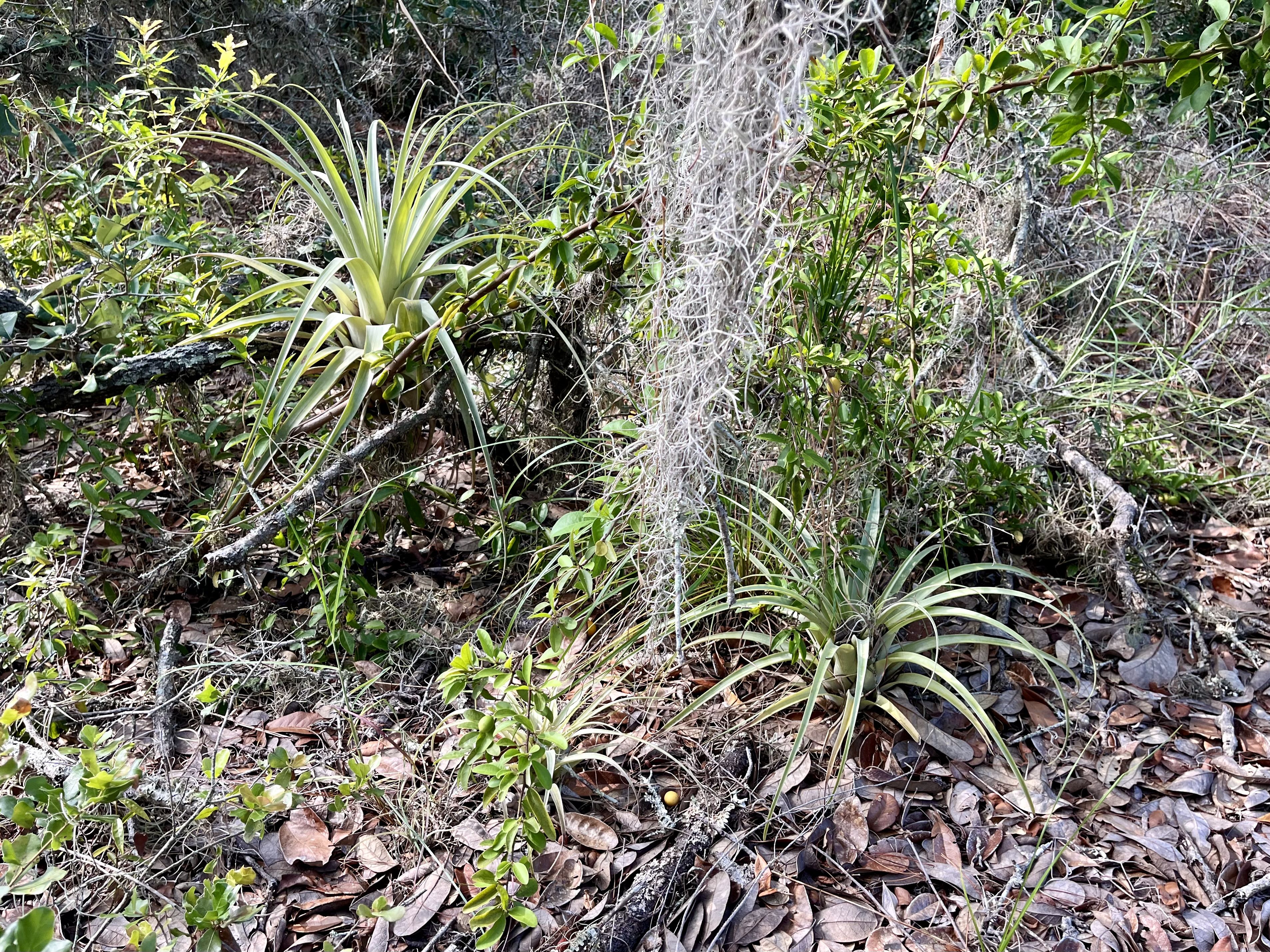 Two large plants with spiny light green leafs tucked amid brown leaves on the ground.
