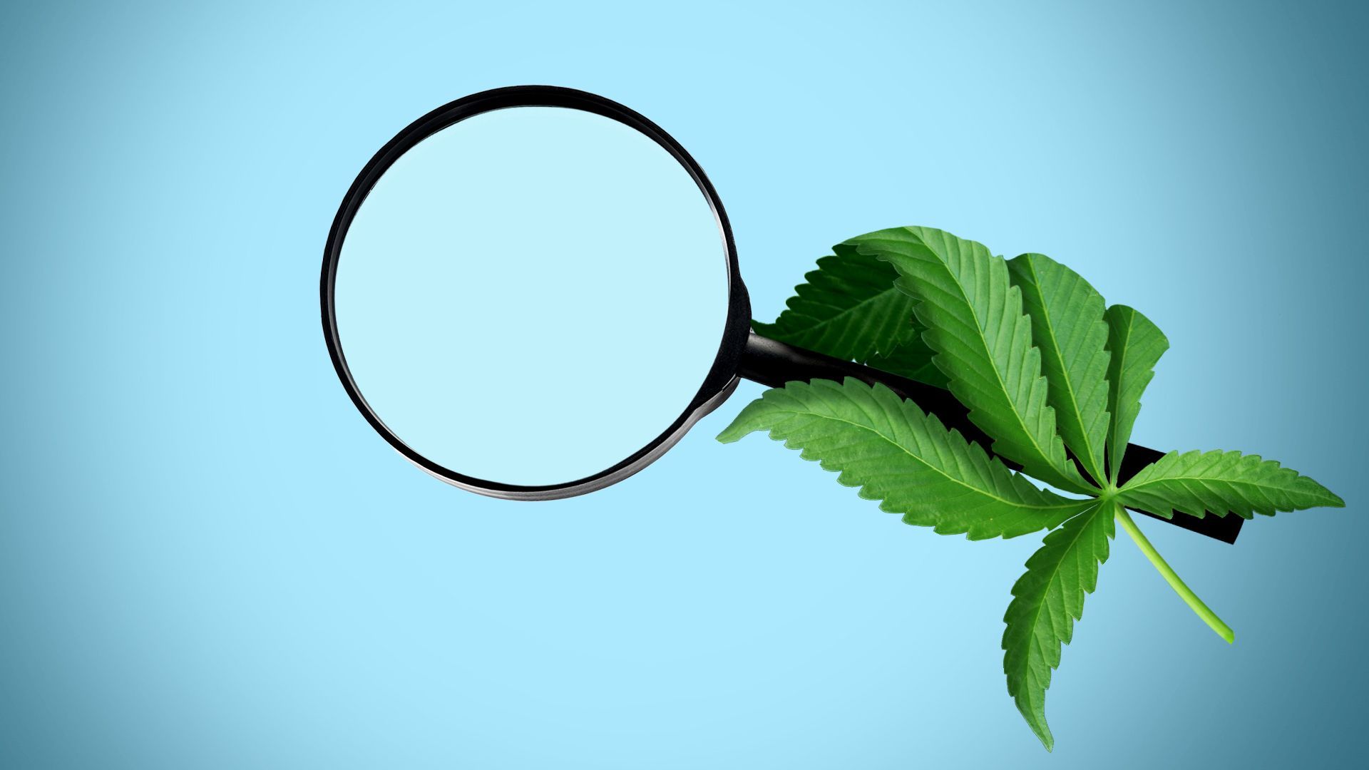 Illustration of a hand made from a marijuana leaf holding a magnifying glass. 