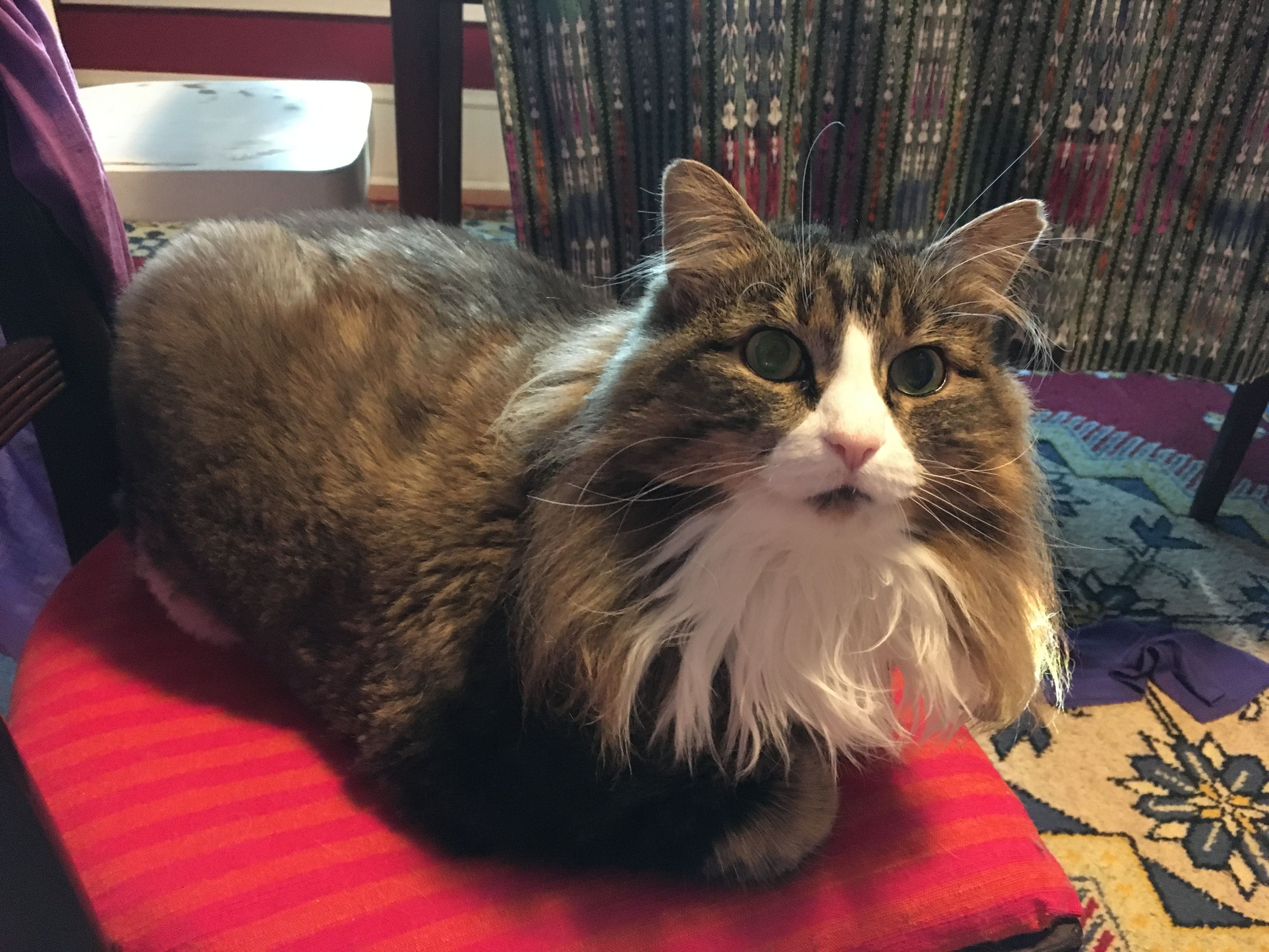 A mottled grey cat with a white chest is on her stomach, legs tucked under, looking at the camera.