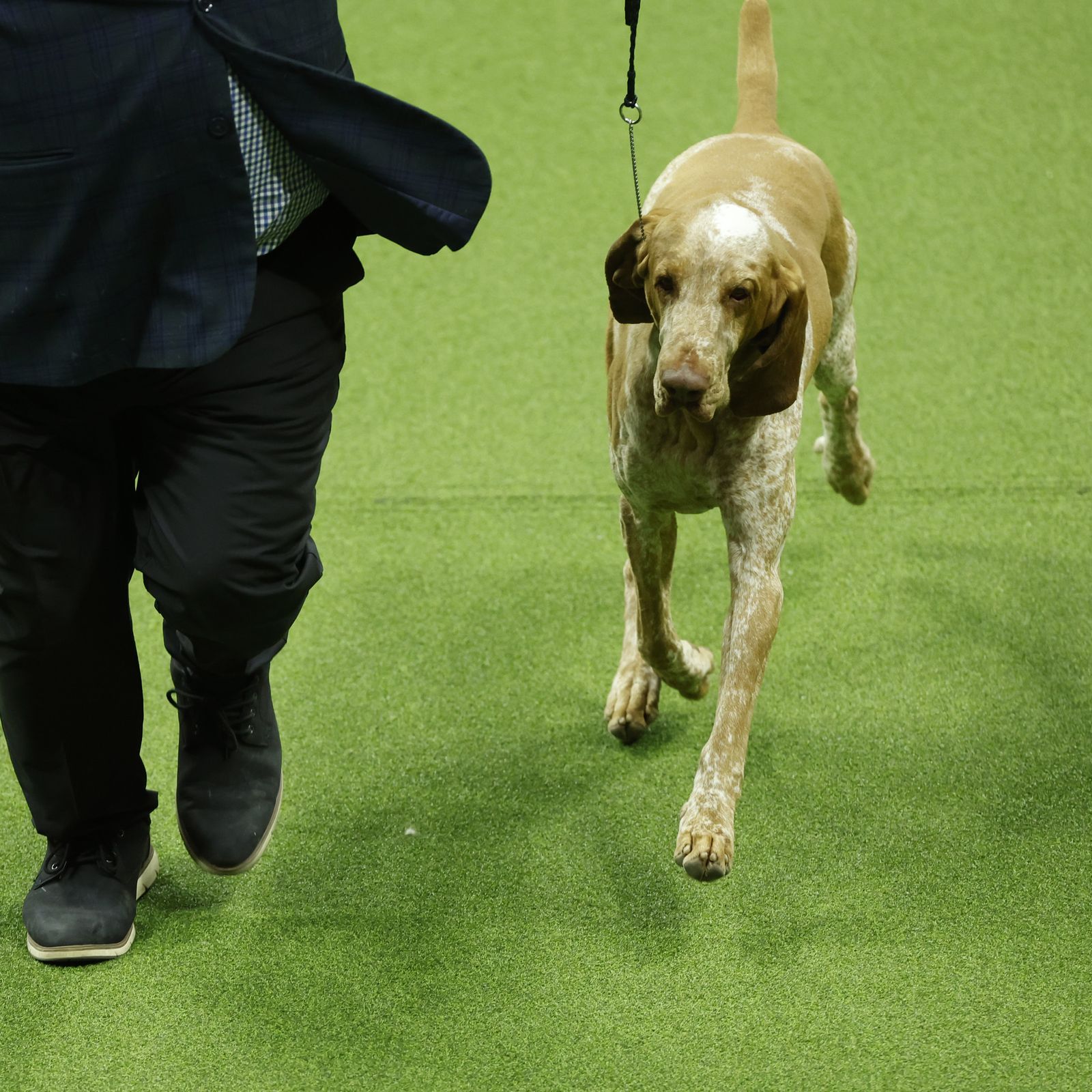 Dog co-owned by Tim McGraw wins new breed at show