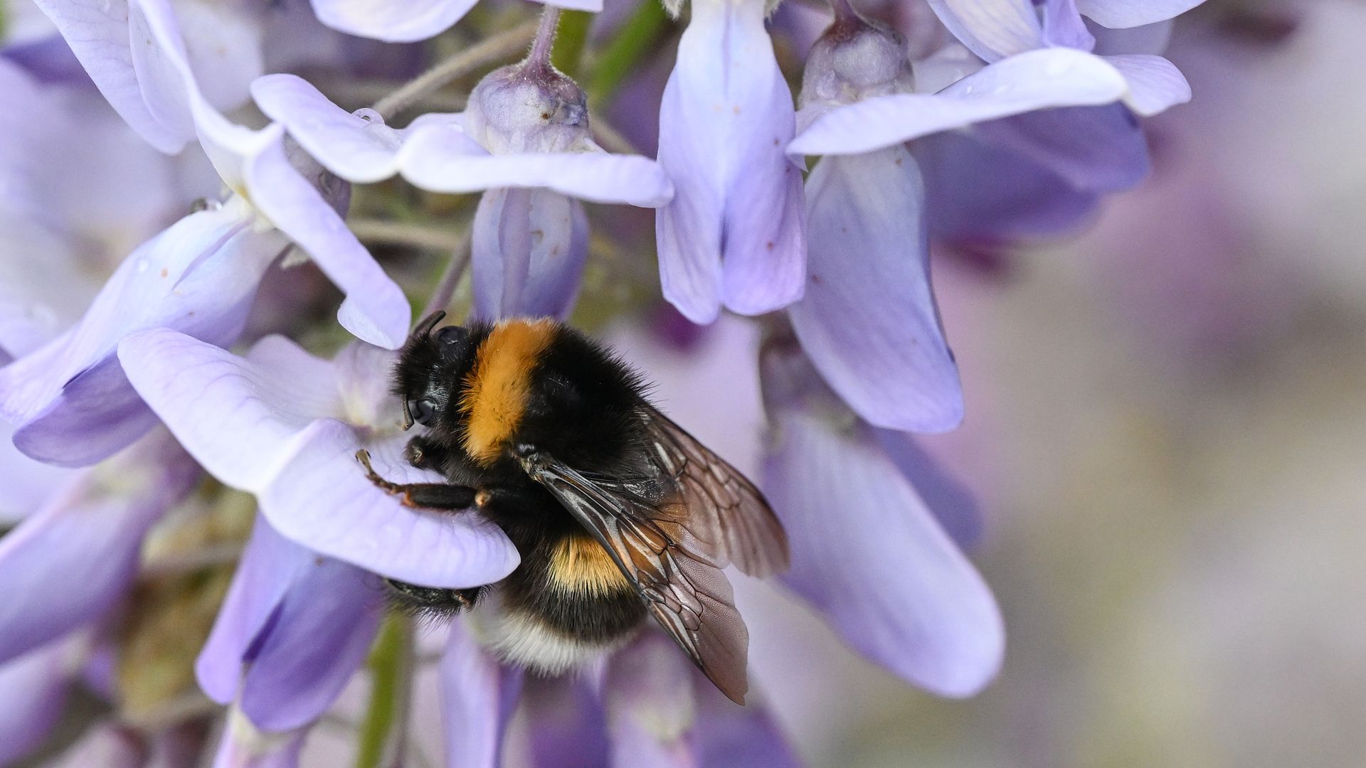 A bee searchers for pollen in blueberry blossoms.