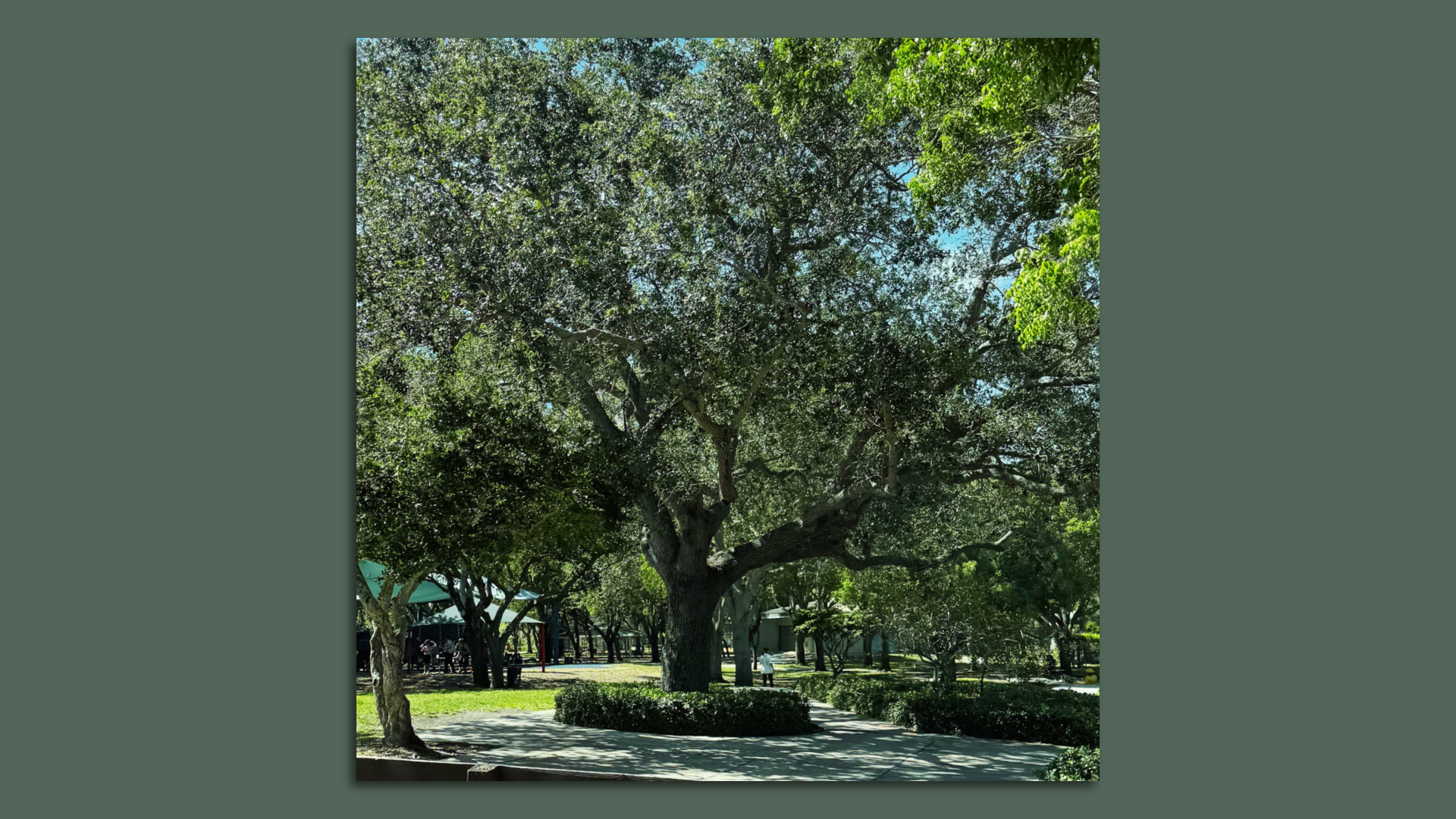 The mature Oak Tree at Coral Reef Park in Palmetto Bay