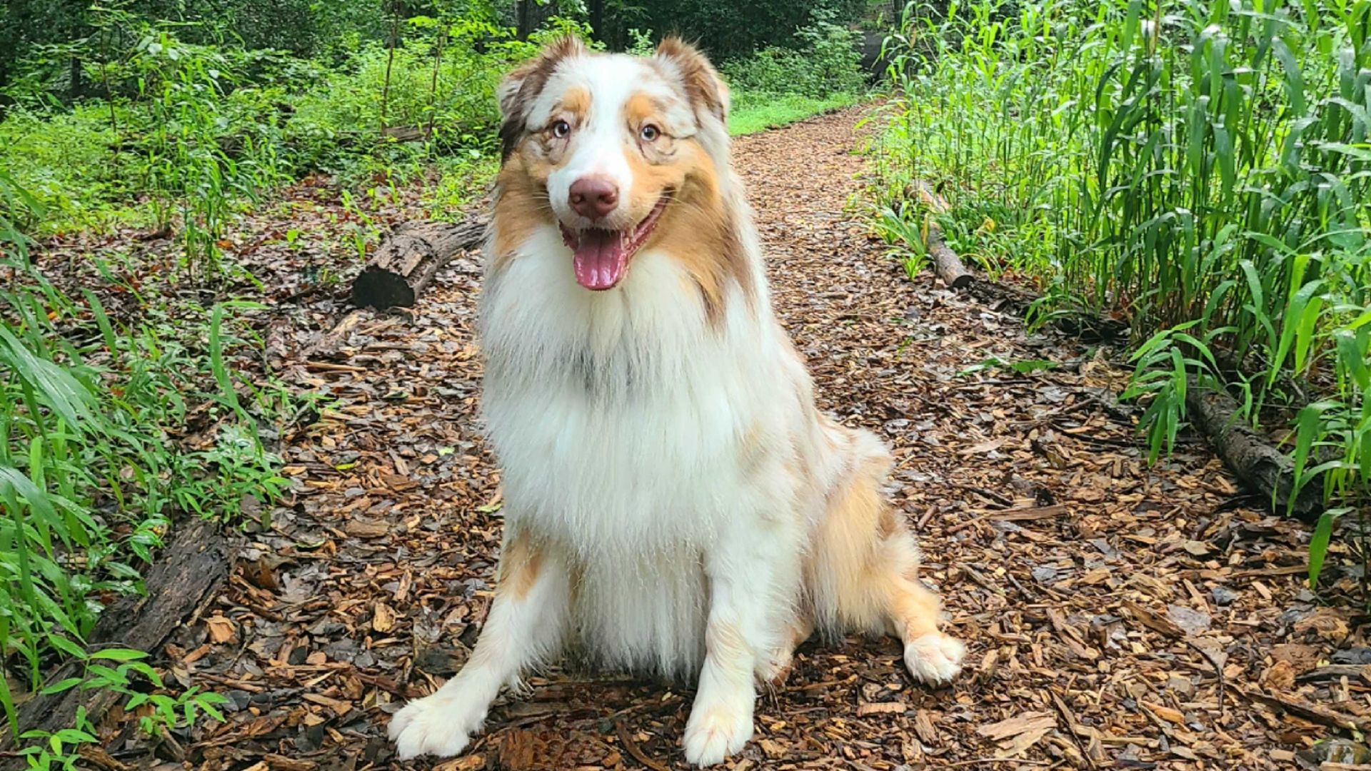 Kirby, a red merle Australian Shepherd, sits on a wooded forest trail.
