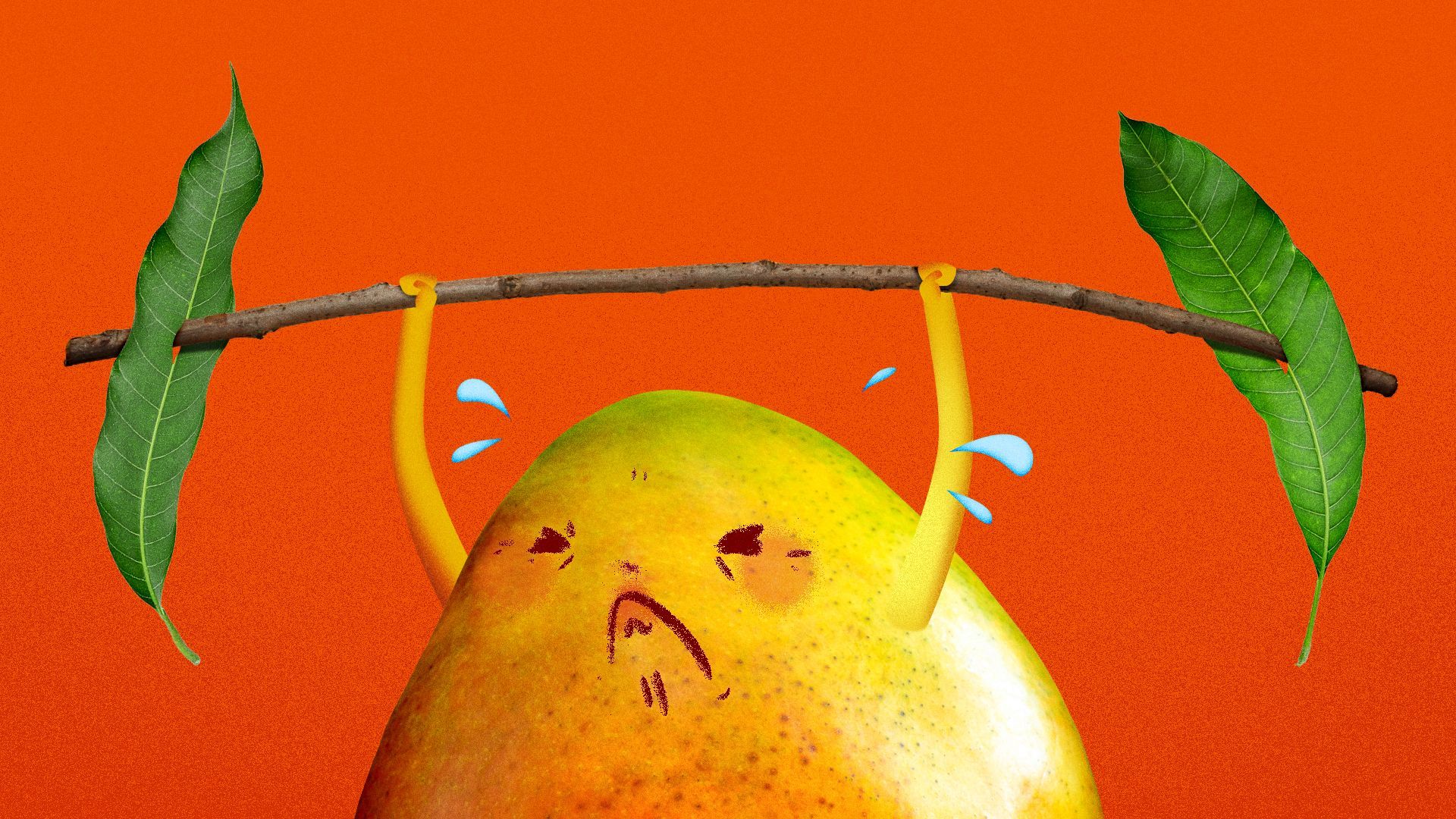Illustration of a weak mango trying to lift weights made of leaves.