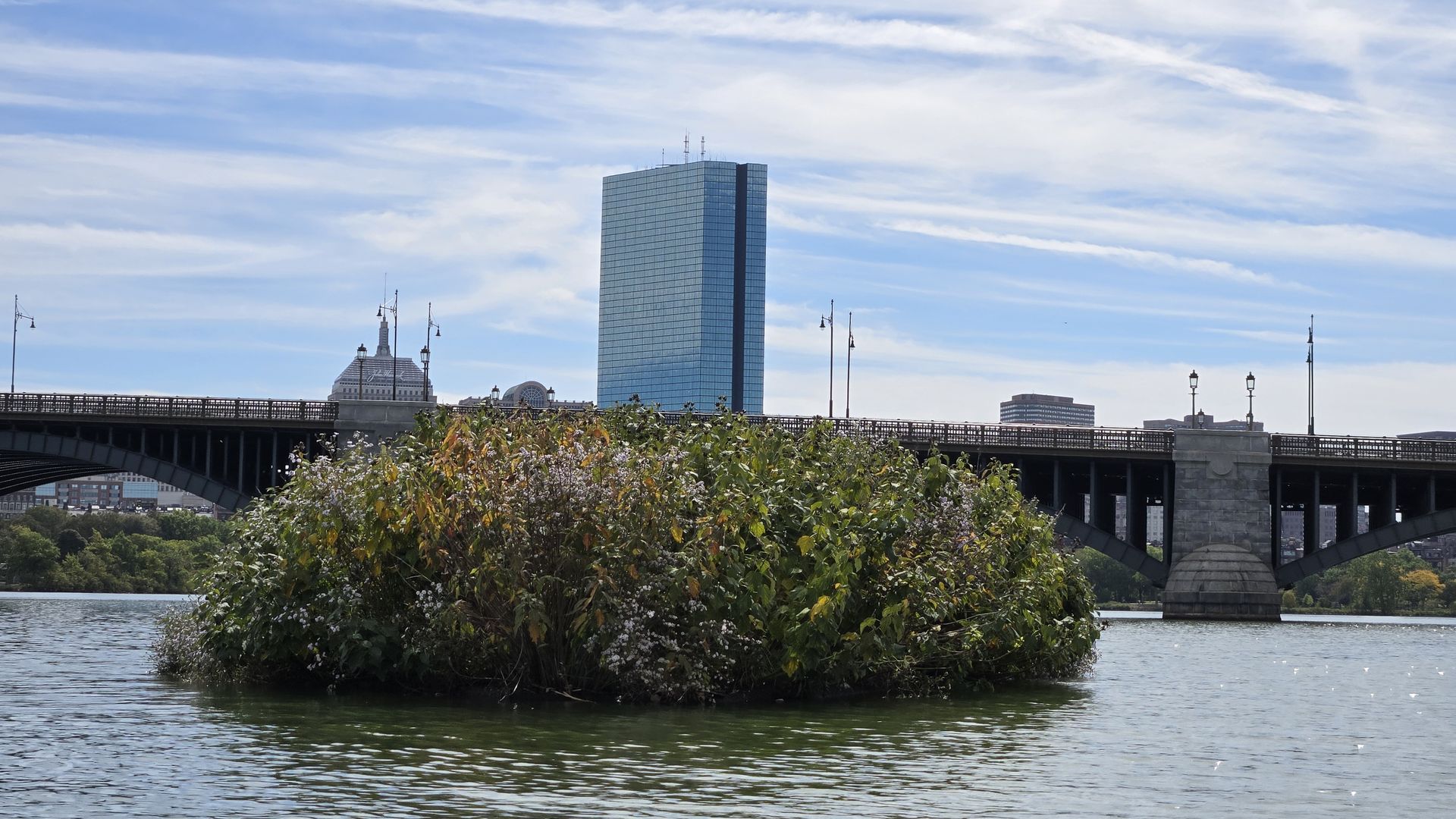 A small bushy island with green and yellow leaves and white flowers in a river, with a stone bridge and a tall blue glass building in the background under a partly cloudy sky.