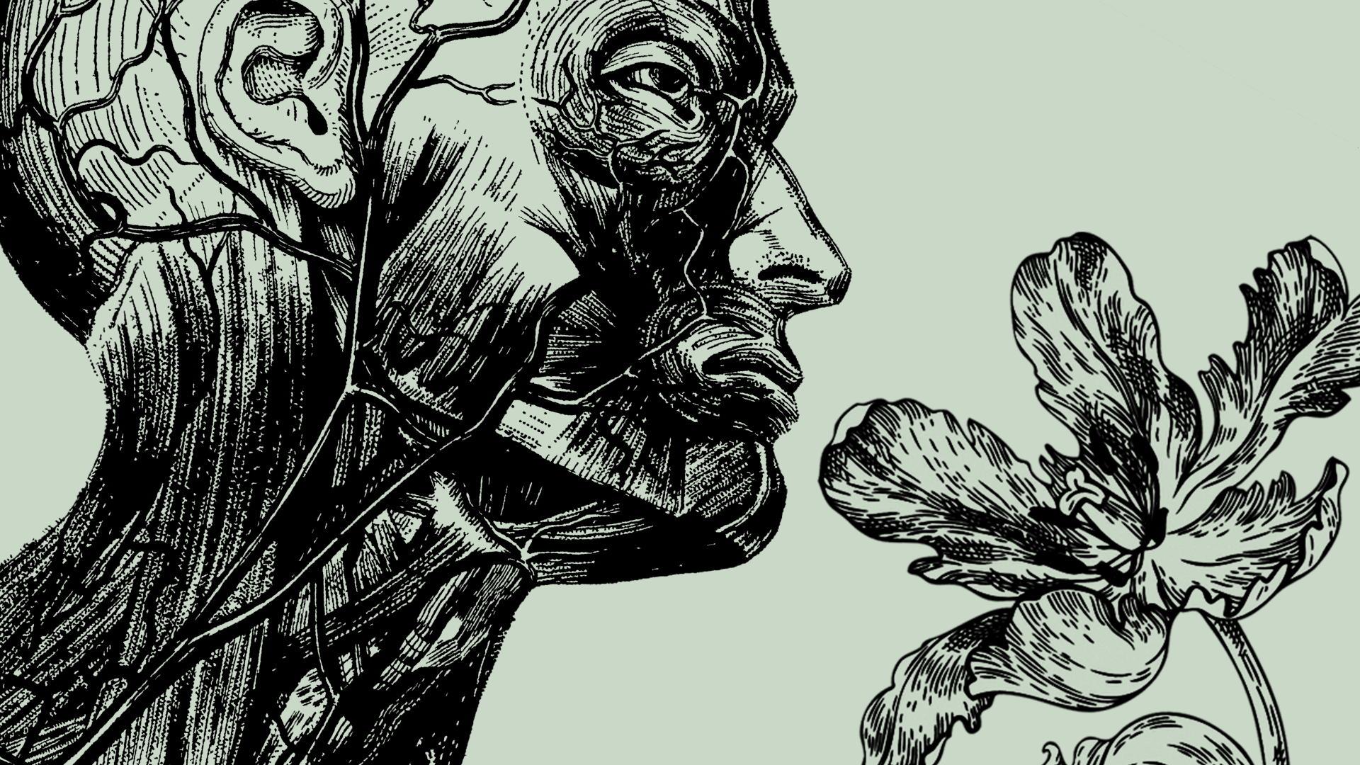 Illustration of a medical drawing of a head sniffing a blooming flower