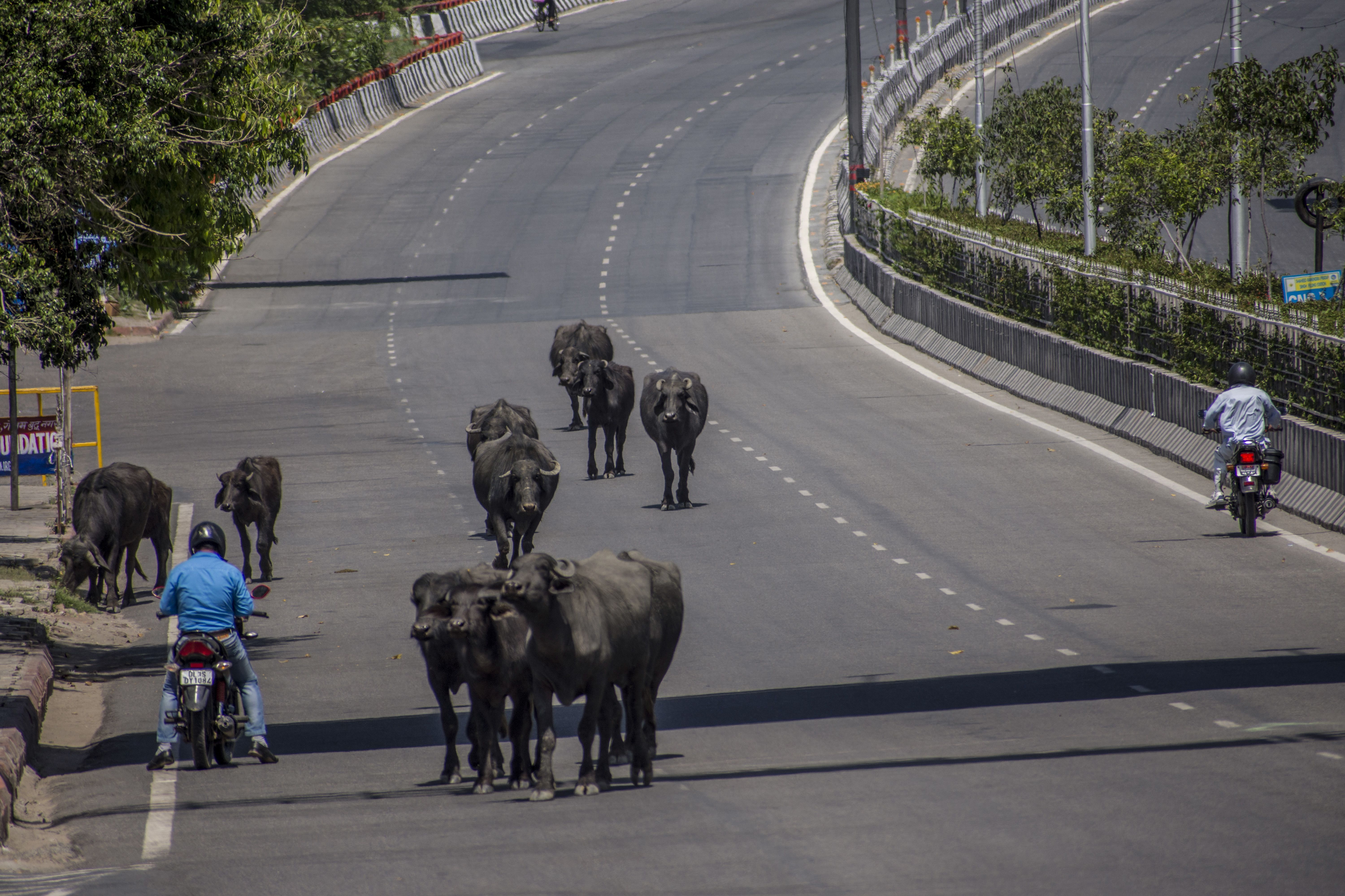 Buffalo walk on an empty New Delhi highway. 
