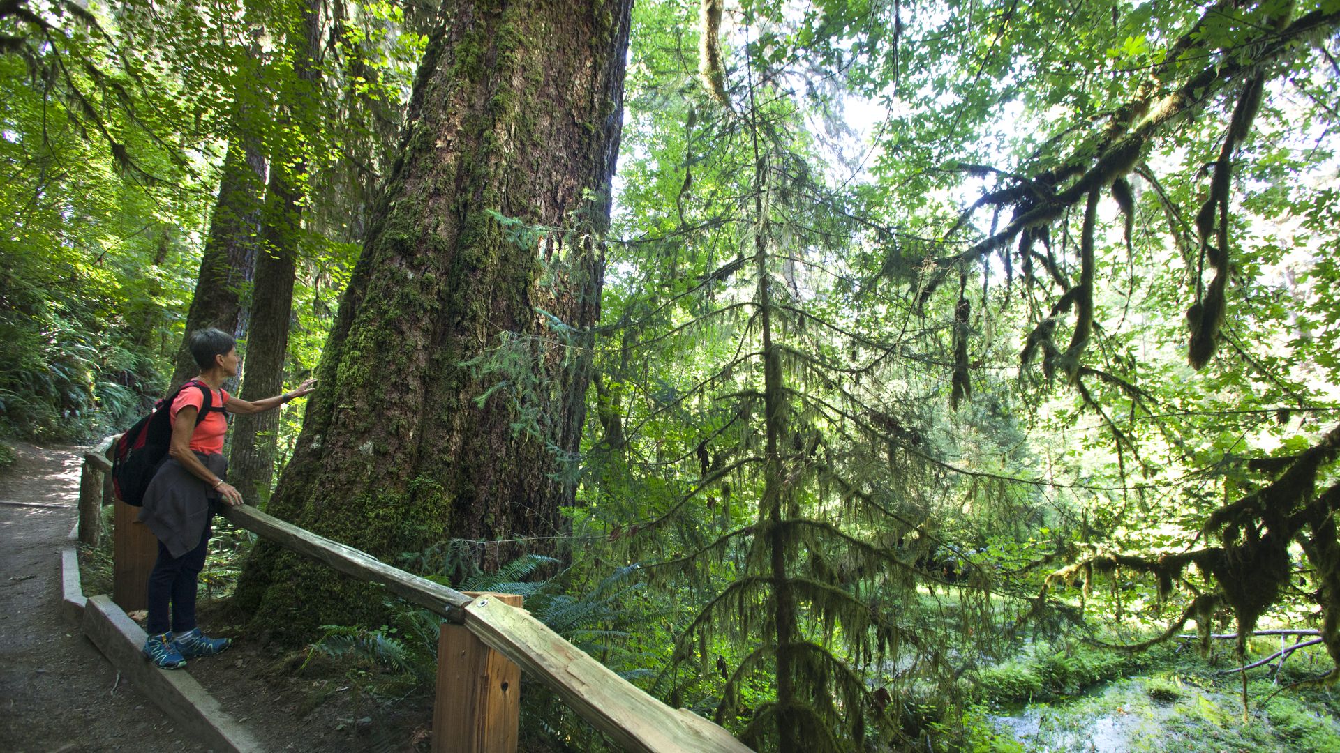 A tourist stands next to a guardrail amid pines and old trees in Hoh Rain Forest's Hall of Mosses.