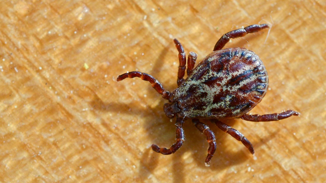 Tickborne diseases are rising, but the U.S. isn't ready