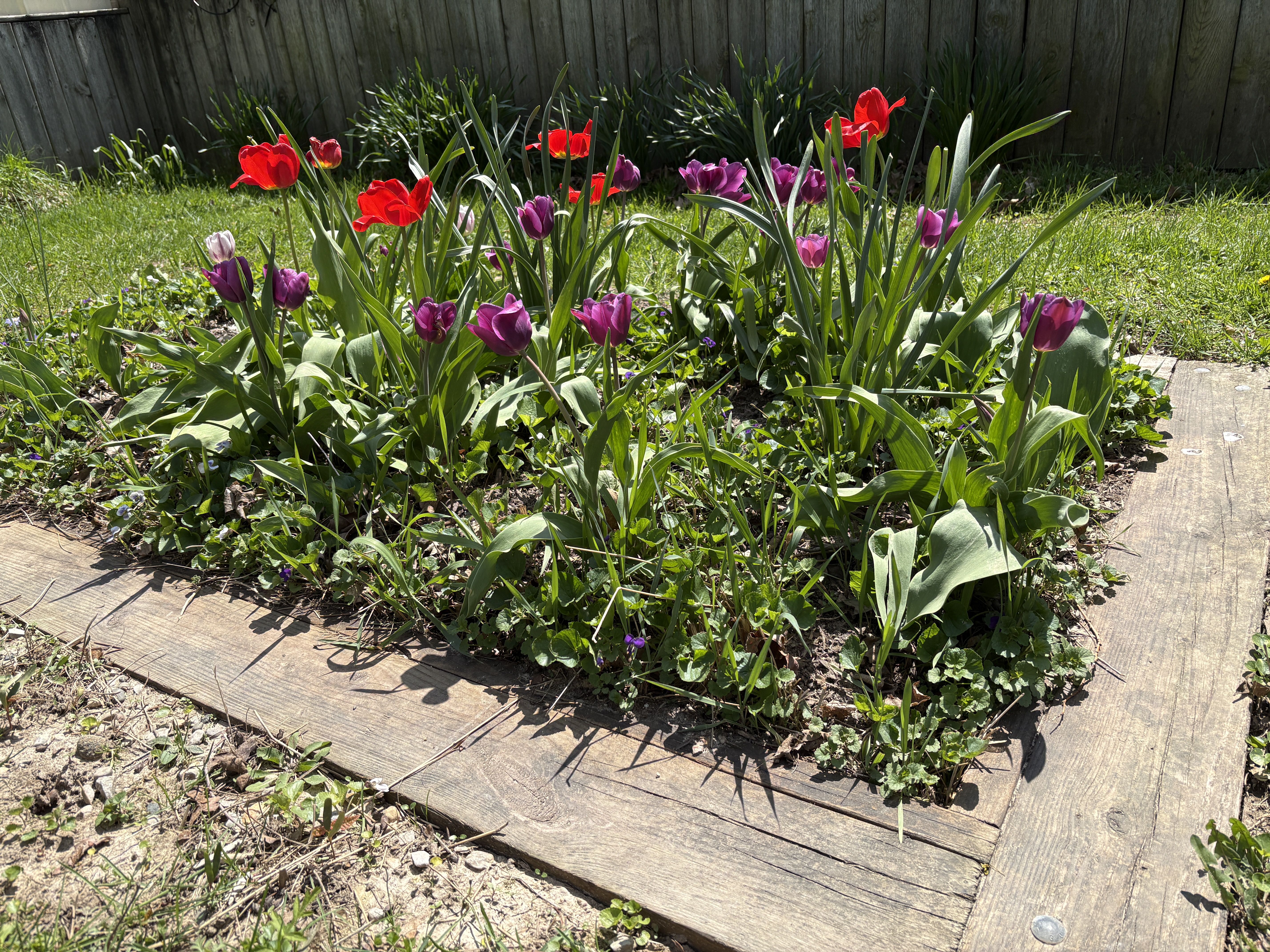 Bright garden bed with red and purple tulips and long green leaves, in front of a weathered wooden fence; a wooden pathway runs along the edge.